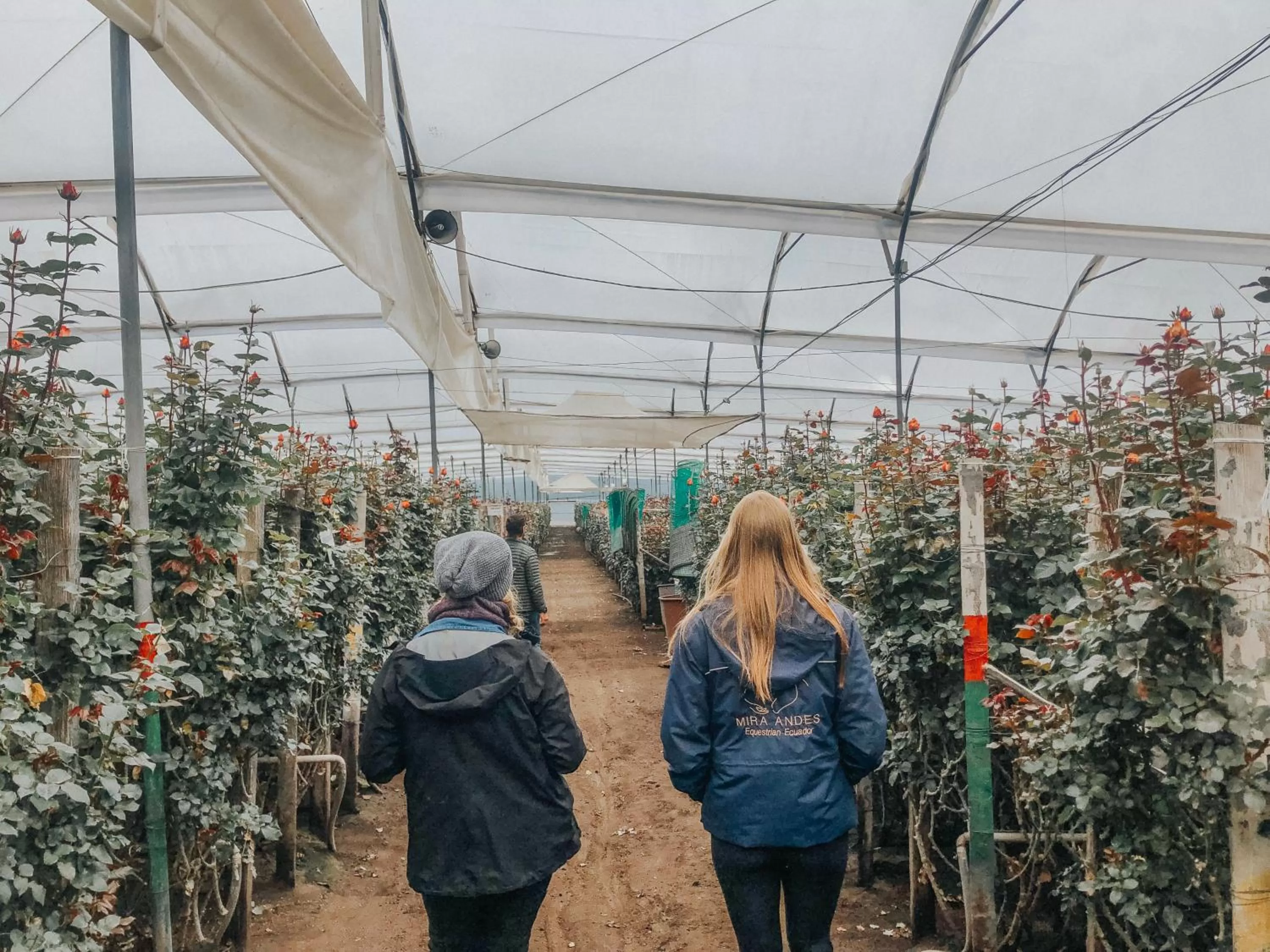 Hosteria Papagayo Cotopaxi