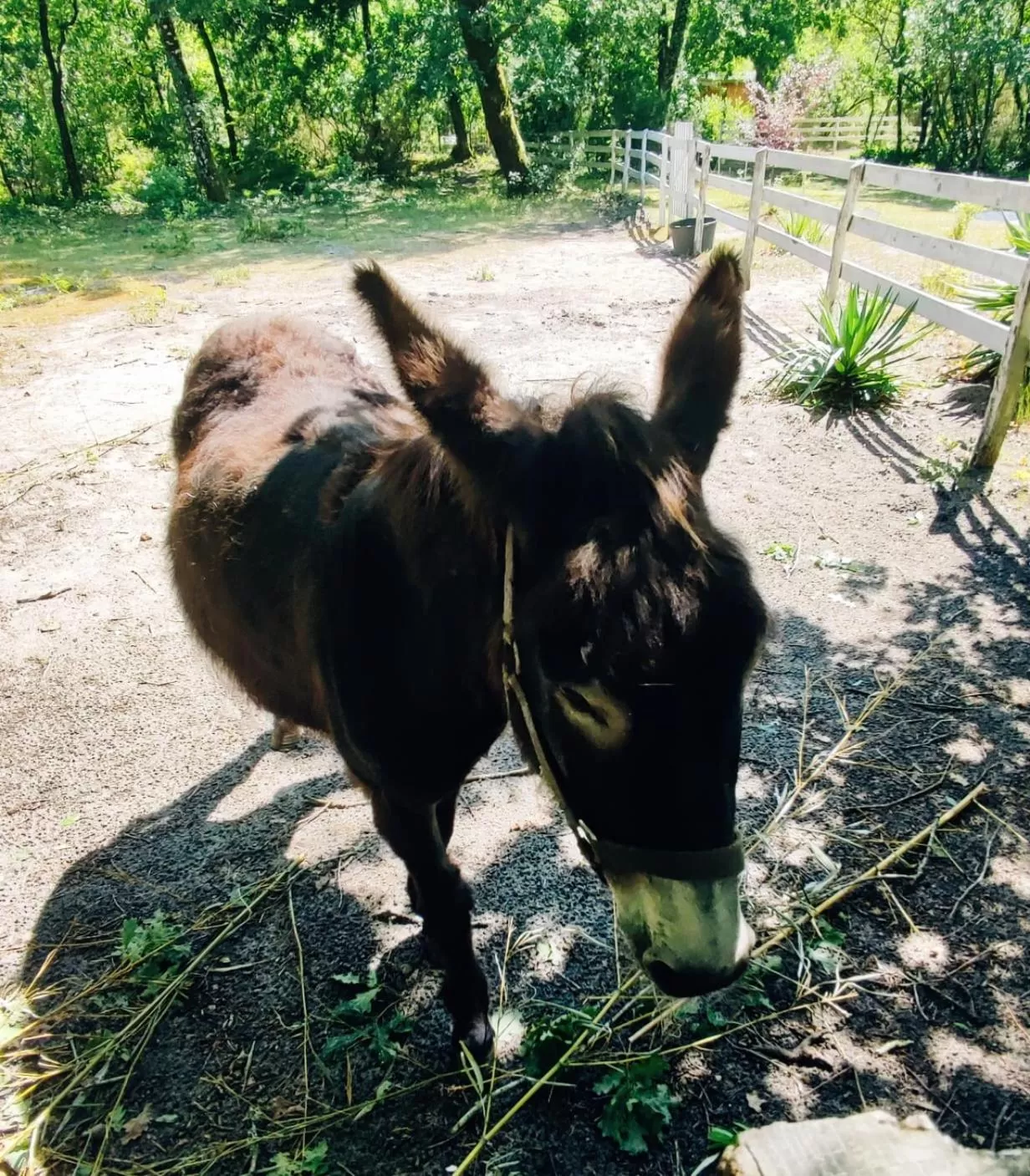 Pets in Les oiseaux voyageurs