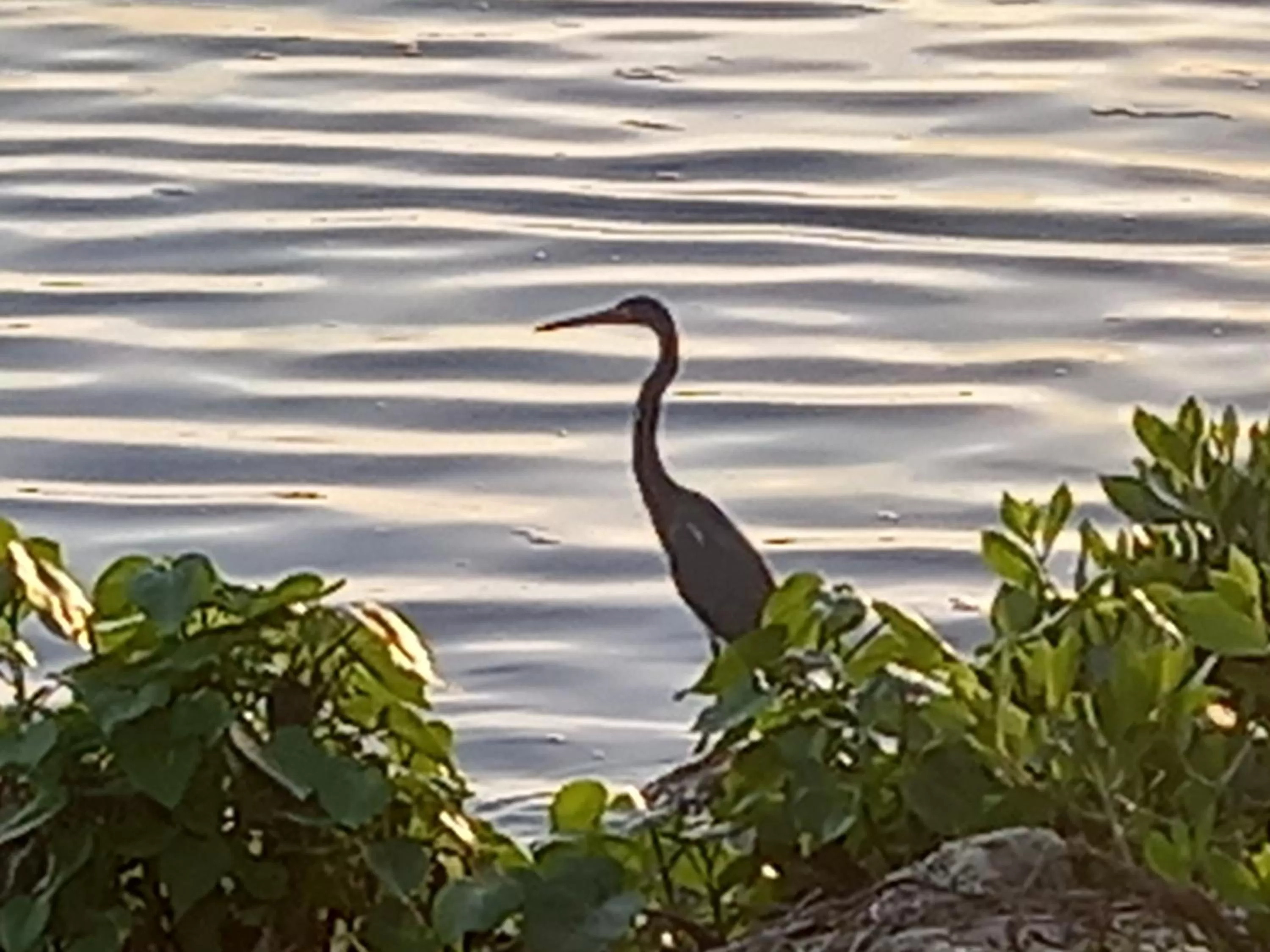 Animals, Other Animals in Hotel Boutique Casa Mar
