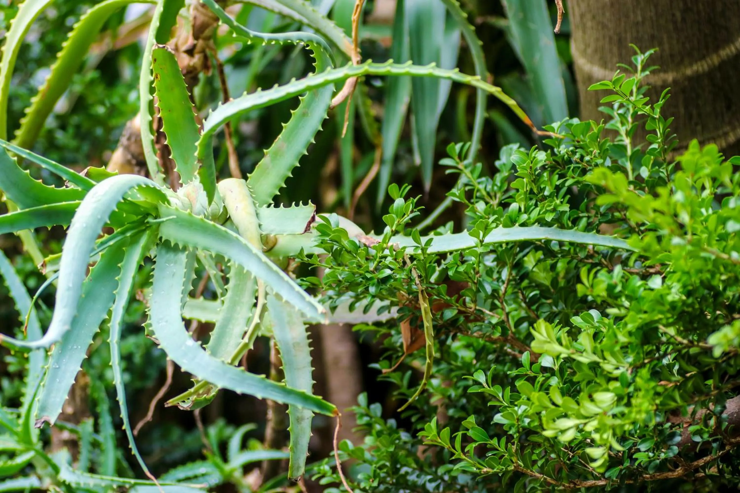 Garden in Original Backpackers