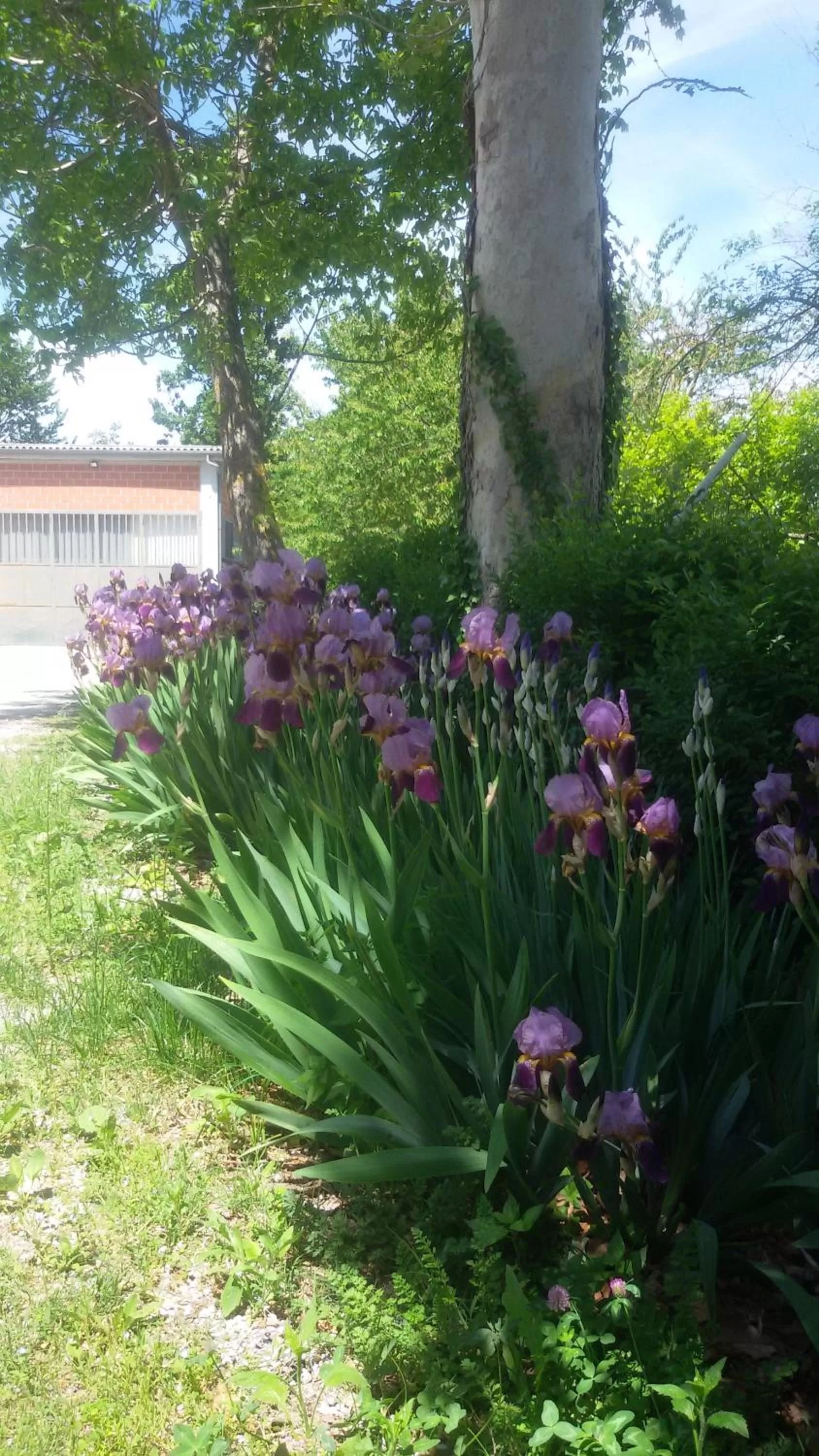 Garden in Cascina Torello