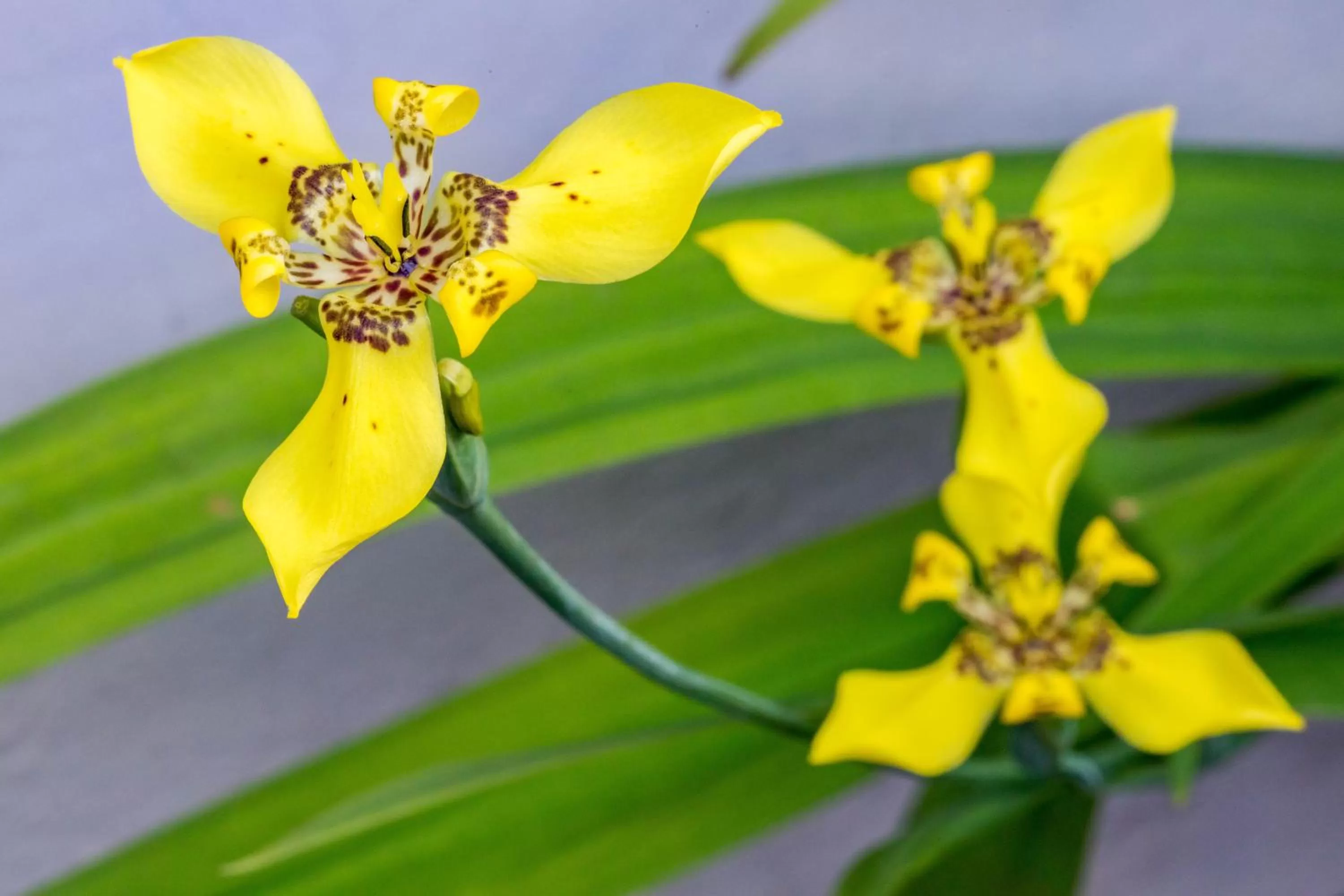 Garden view in ALAJUELA CITY Hotel & Guest House