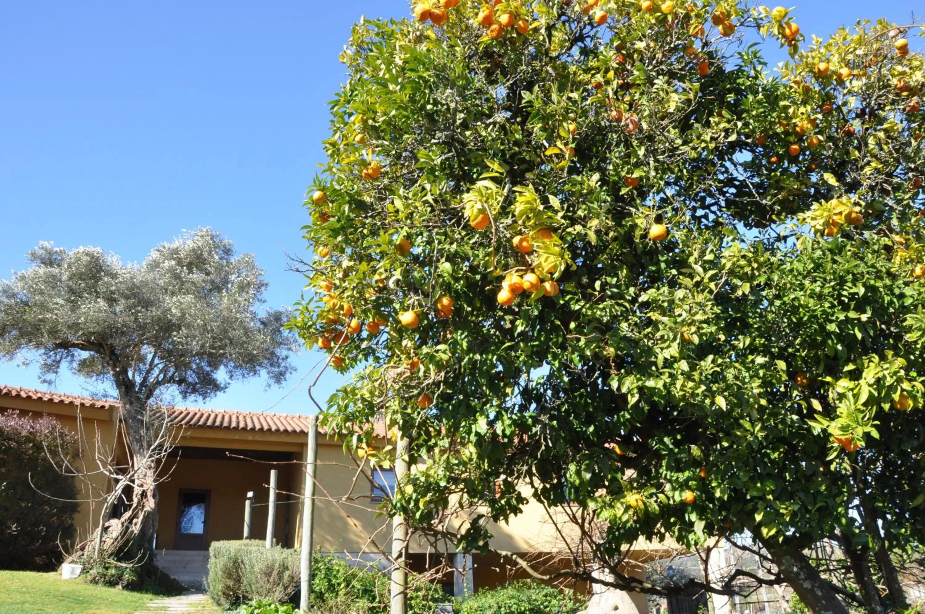 Garden in Hotel Rural de Charme Maria da Fonte