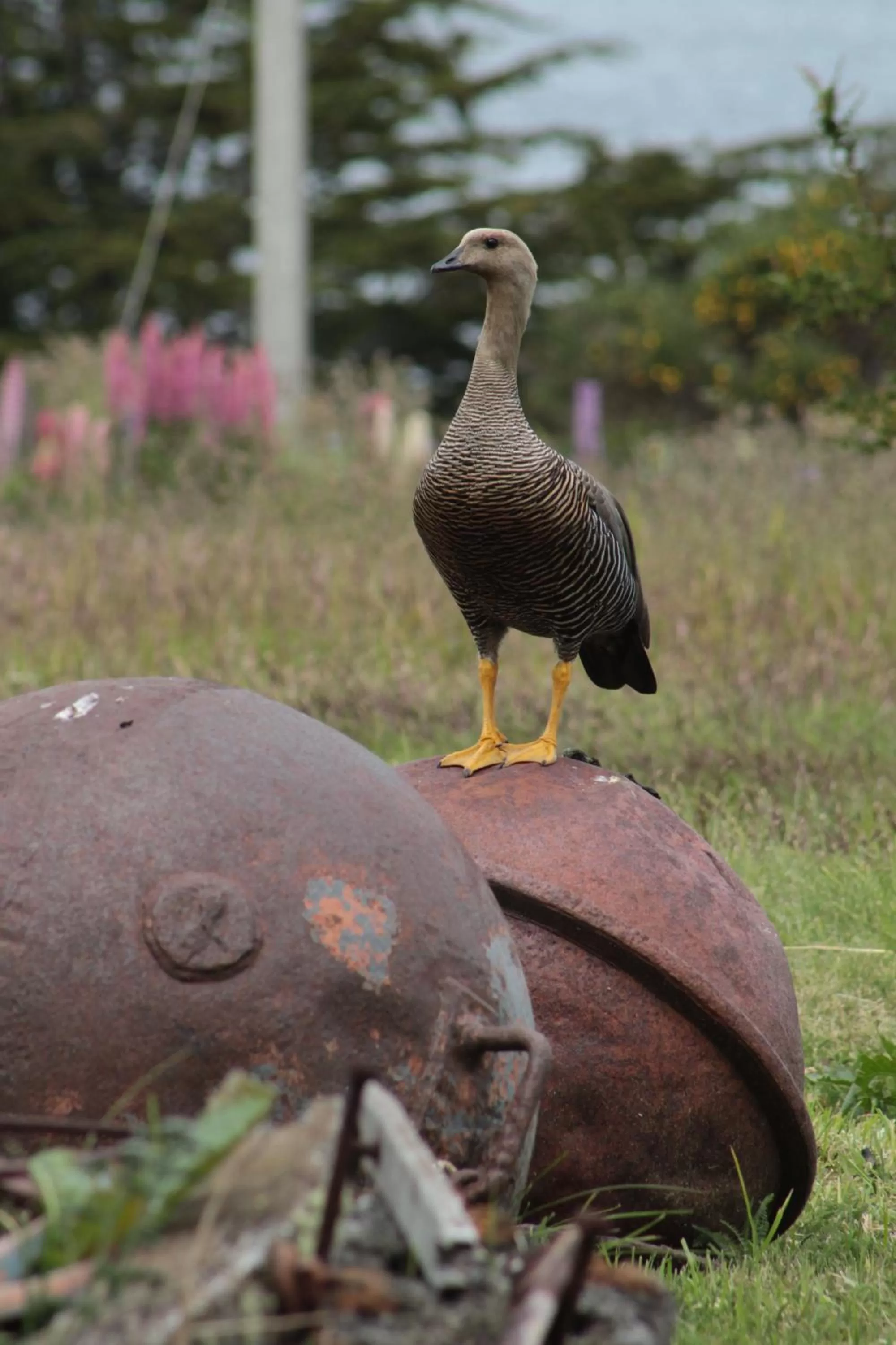 Animals, Other Animals in Hospedaje Isla Magdalena