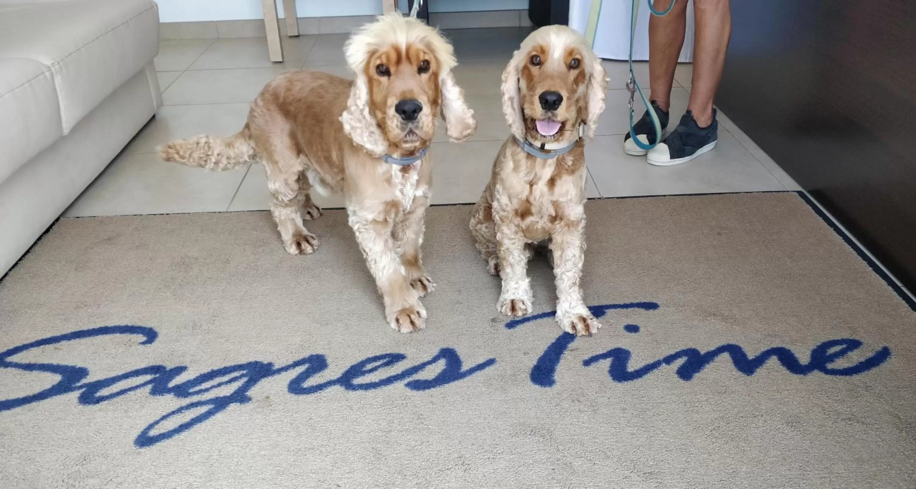 Pets in Sagres Time Apartamentos