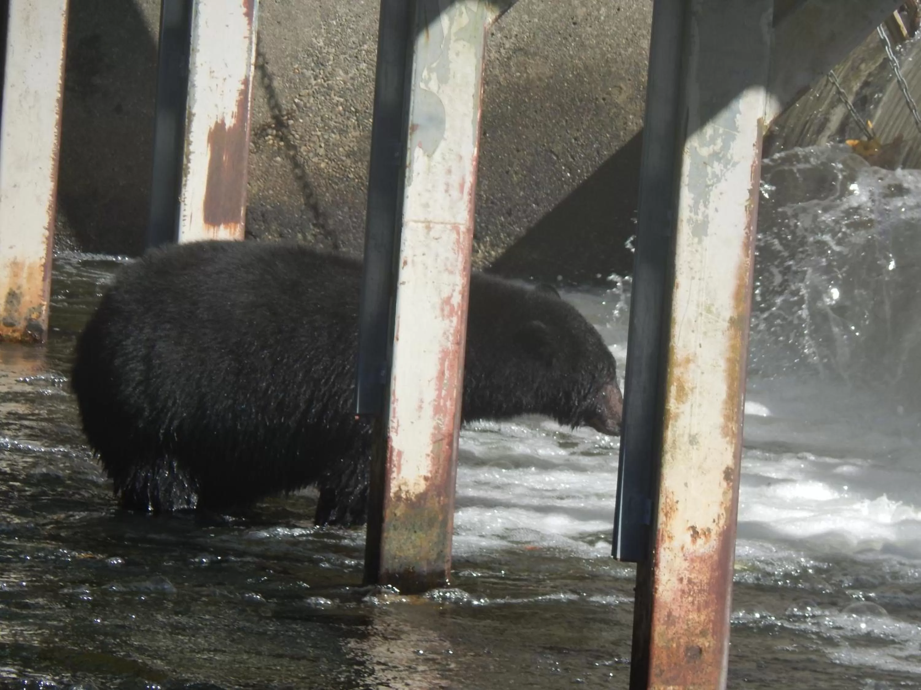 Off site, Other Animals in Money Pennies Bed and Breakfast