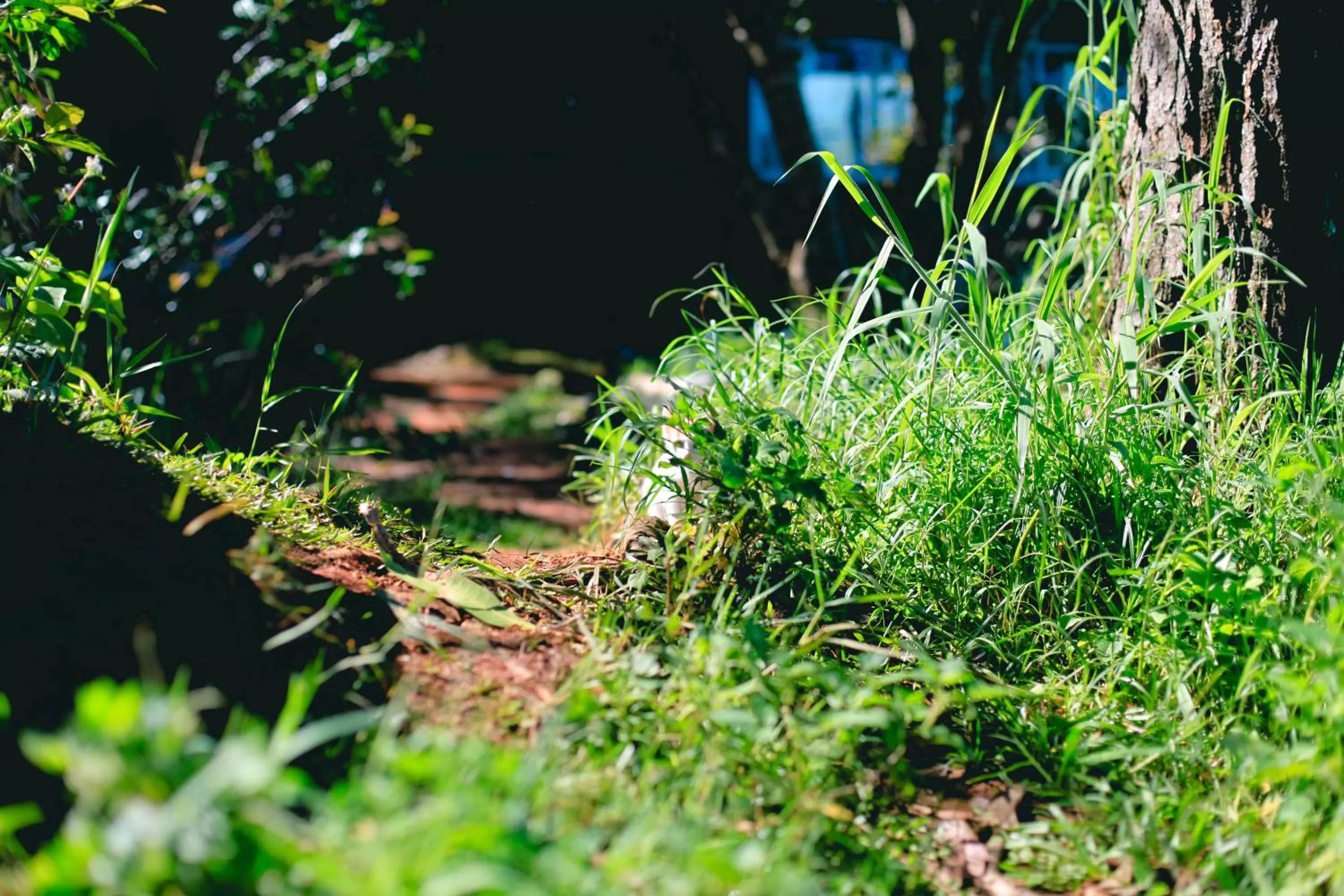 Garden in The Lake House Dalat