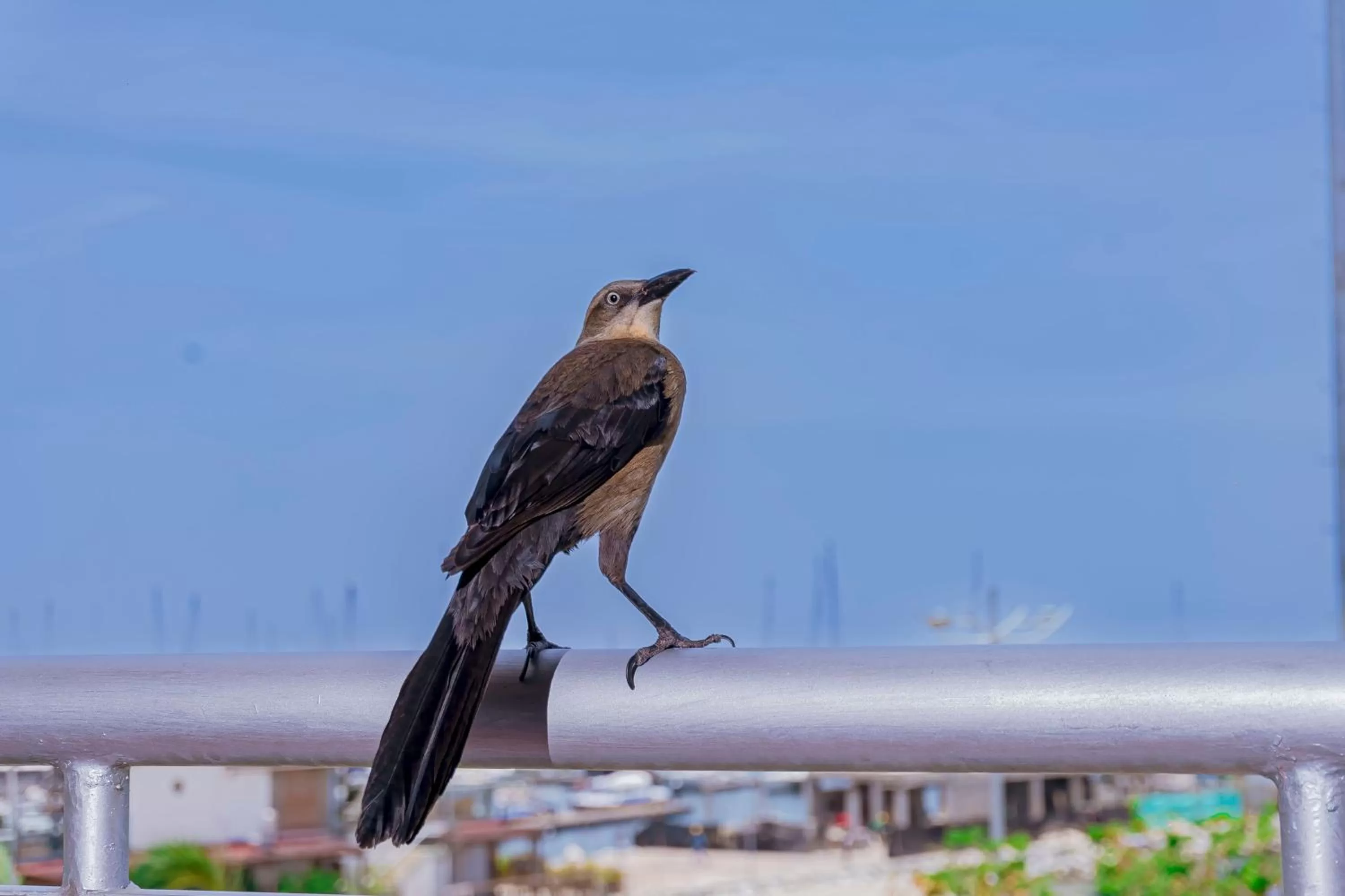 Other Animals in HOTEL SOL INN SANTA Marta