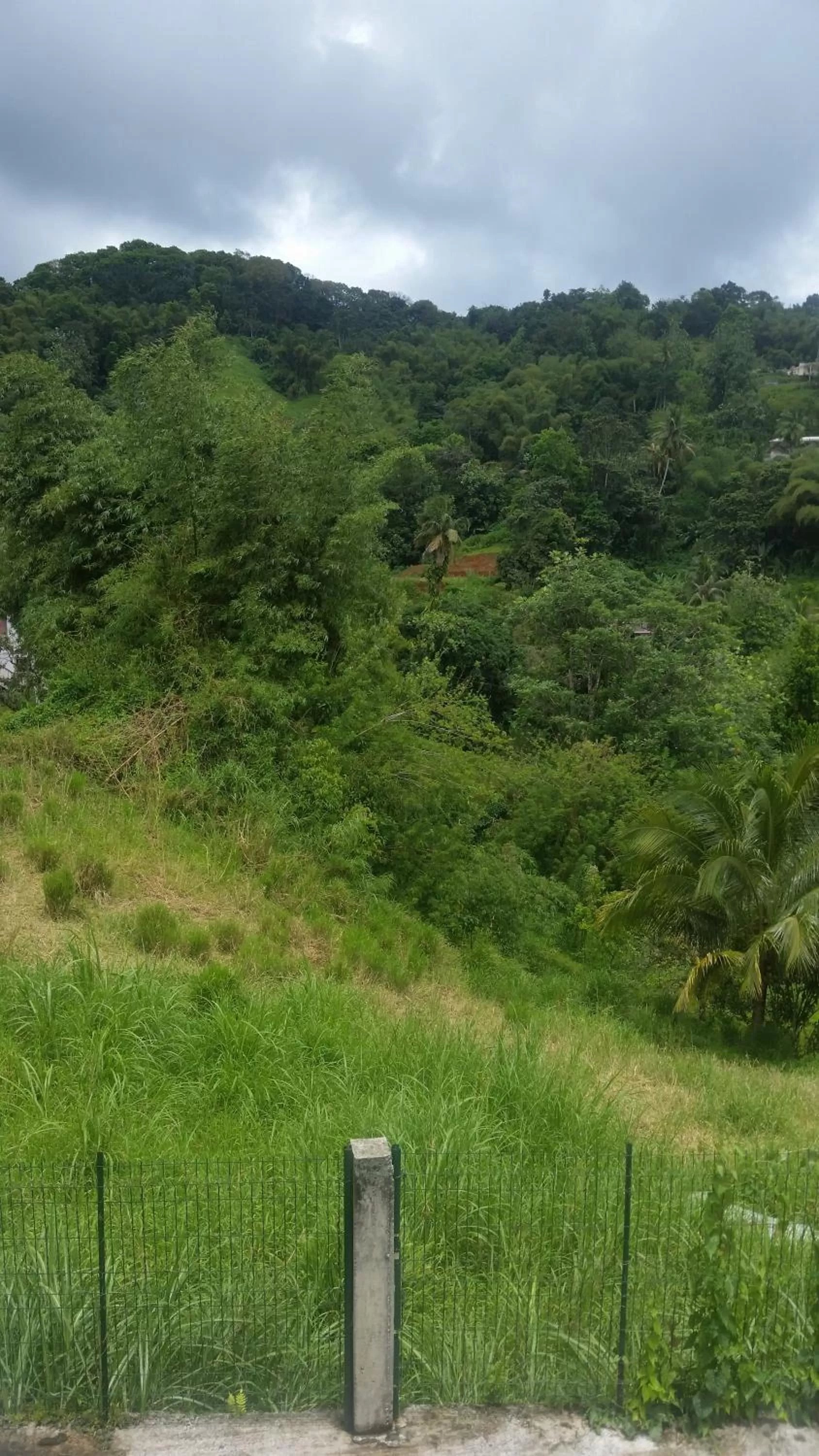 Other in L'Oliveraie