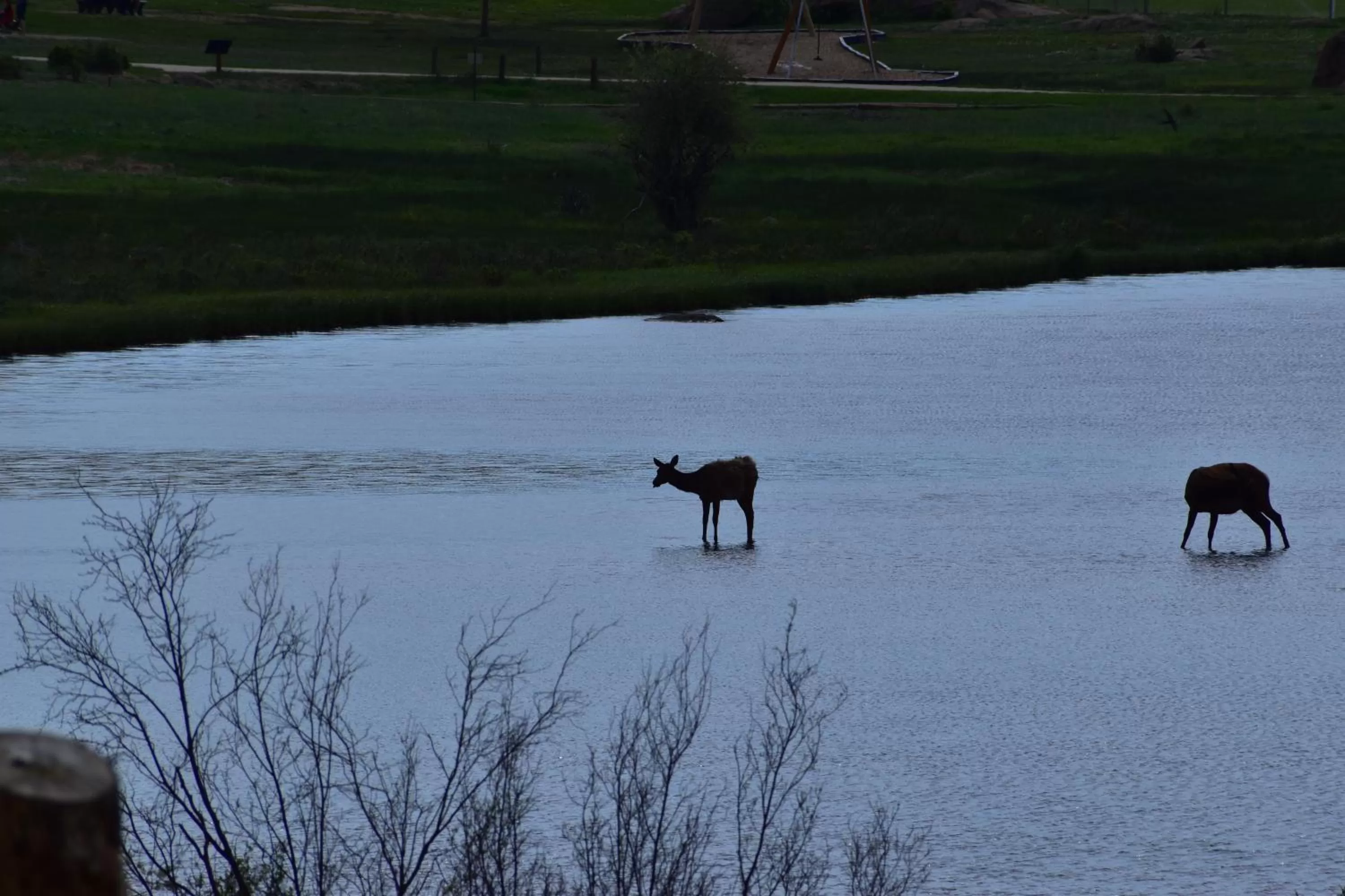 Other Animals in Estes Lake Lodge