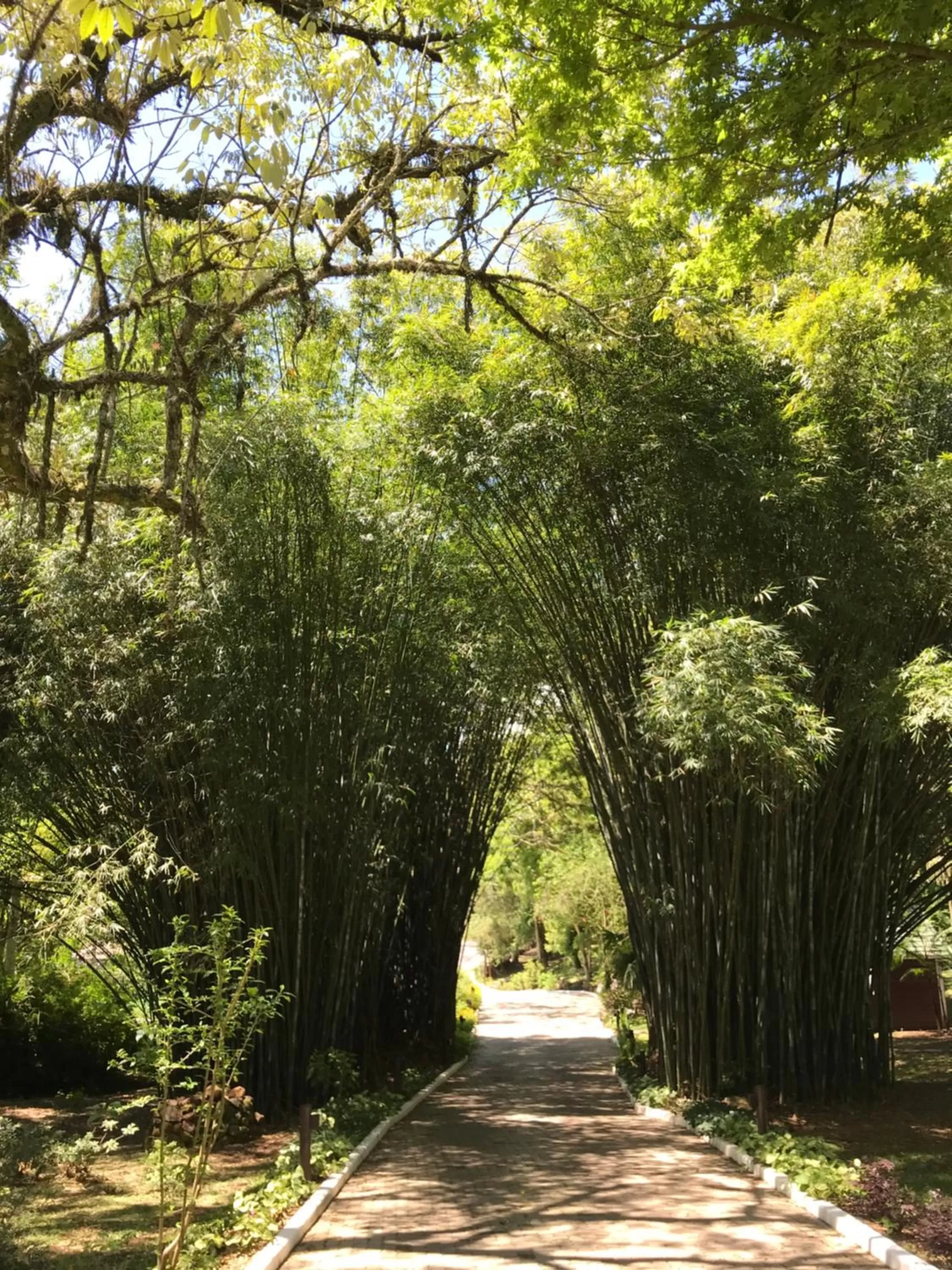 Garden in Hotel Jardins da Colina