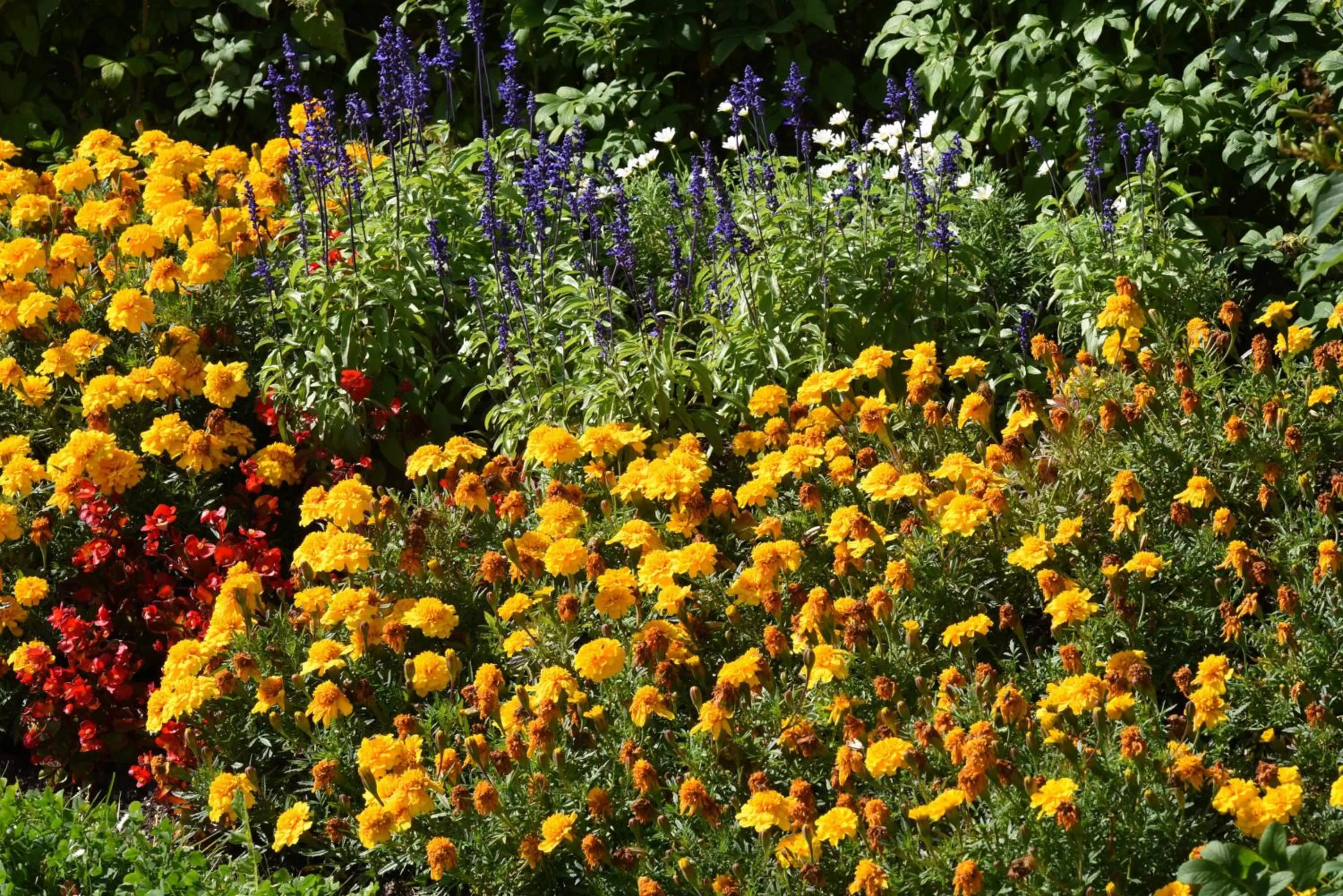 Spring in Hotel Sonneneck Titisee -Adults Only-