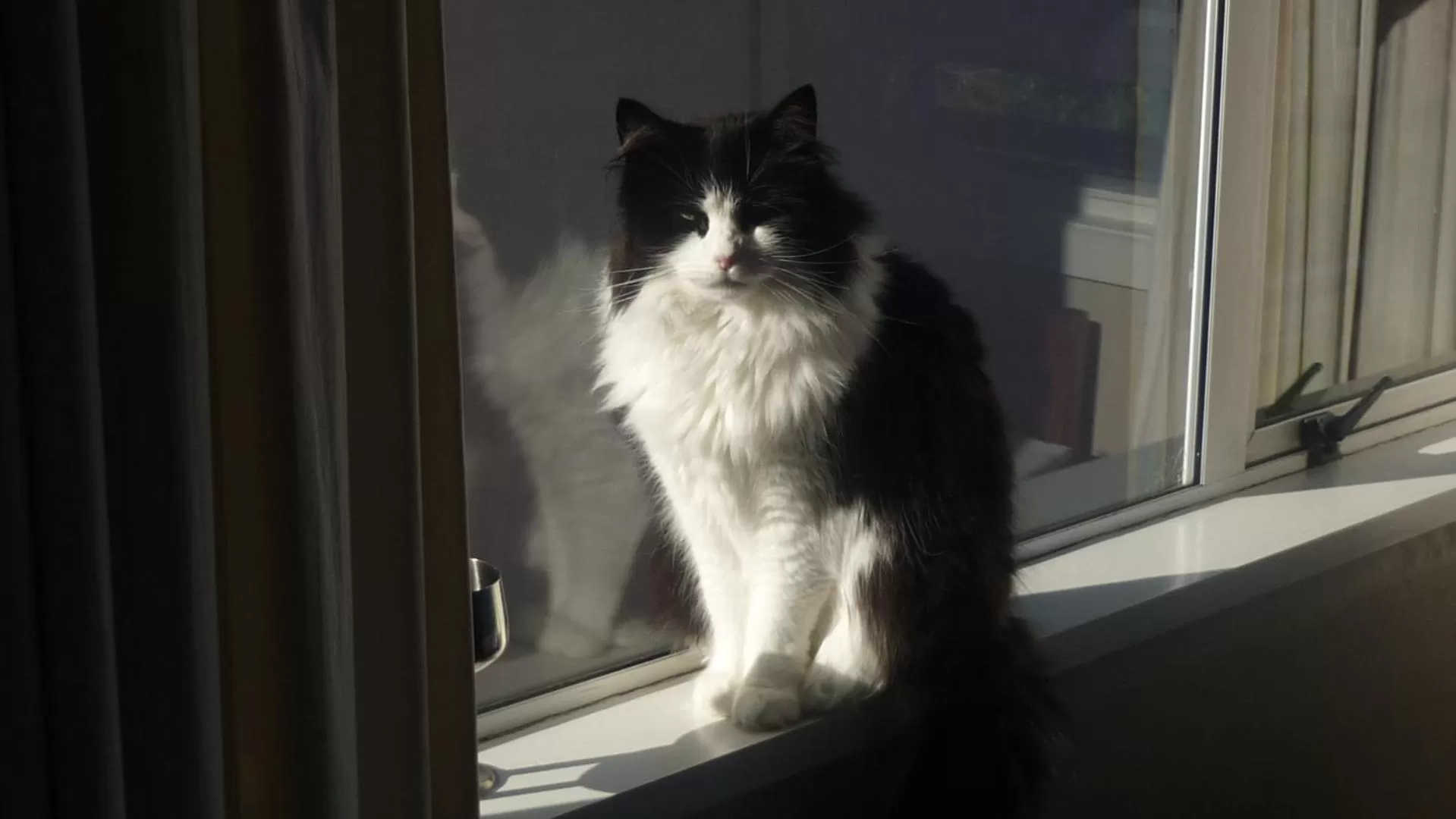 Pets in Carisbrook Motel