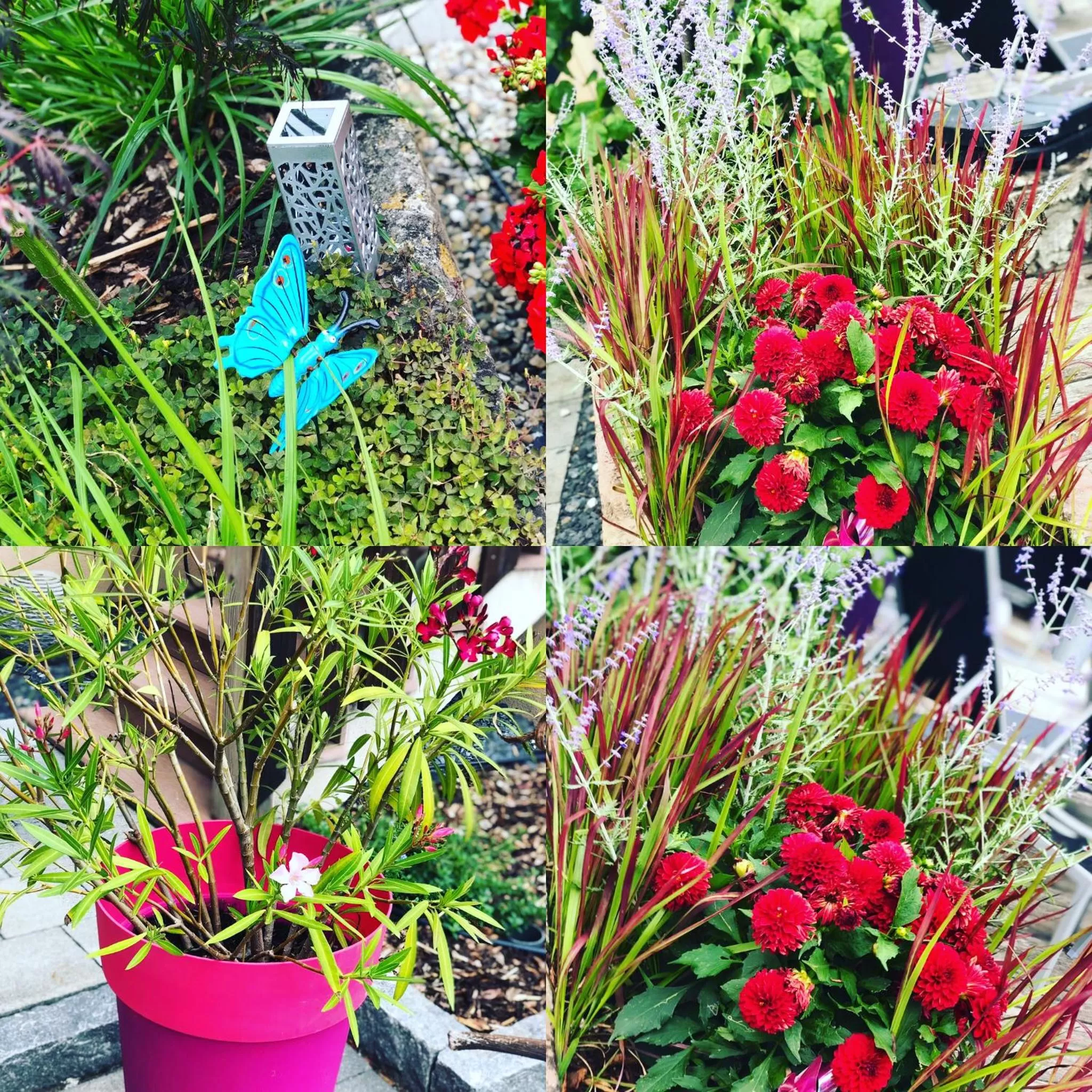 Garden in Chambres d'hôtes - L'Ecurie Obernai