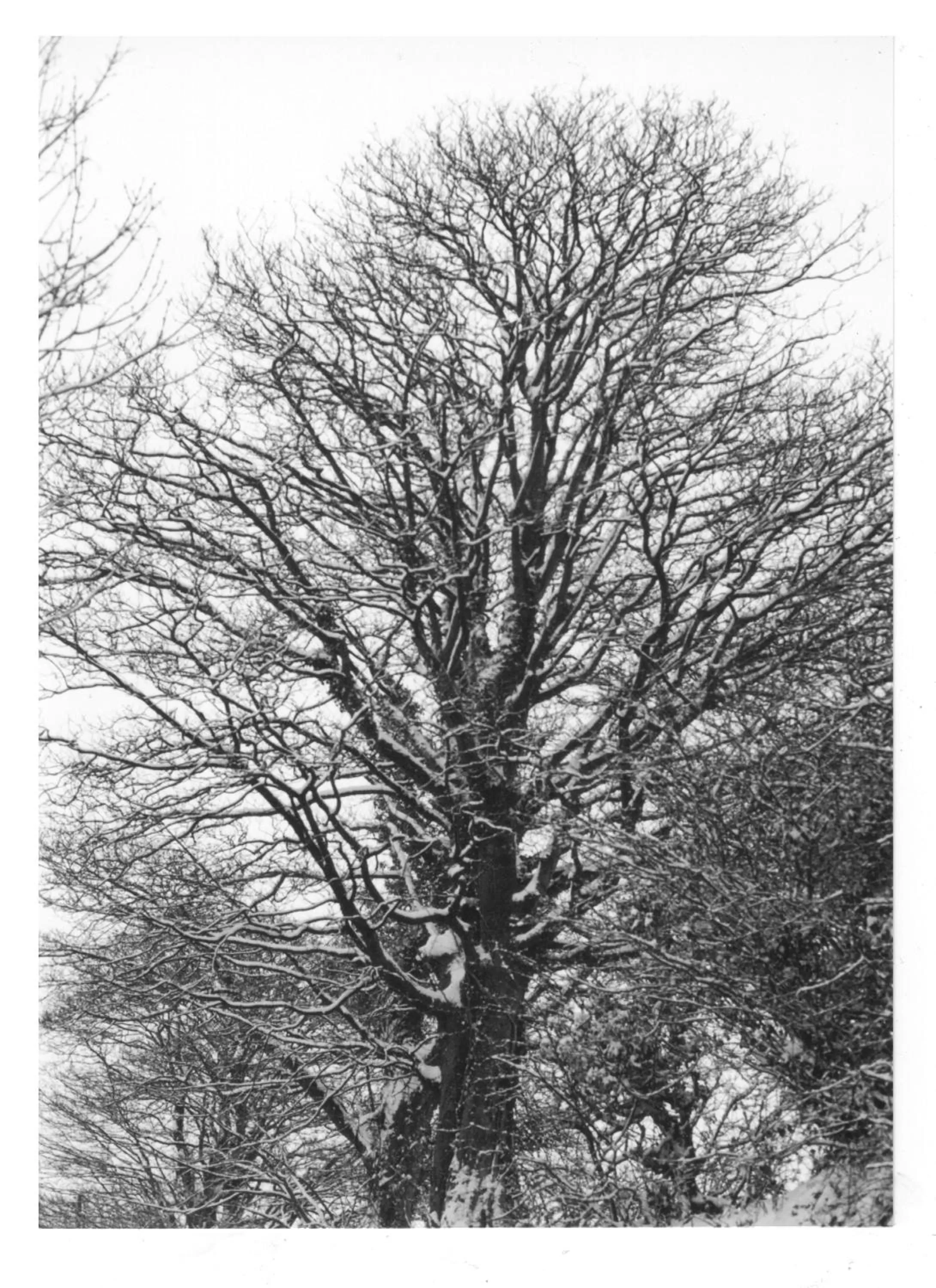 Natural landscape in Bryncoch