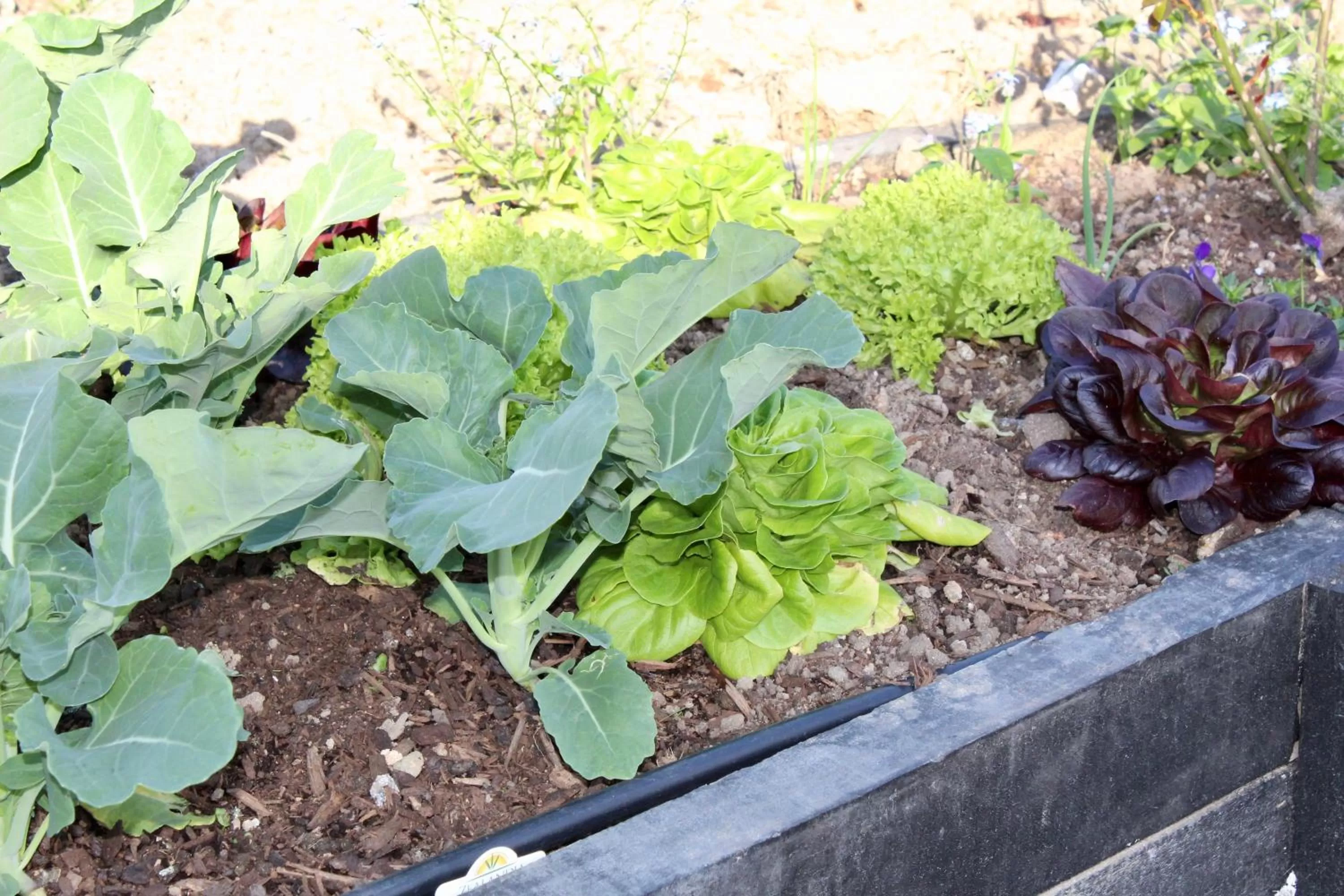 Garden in Arohanui Rural Retreat B&B