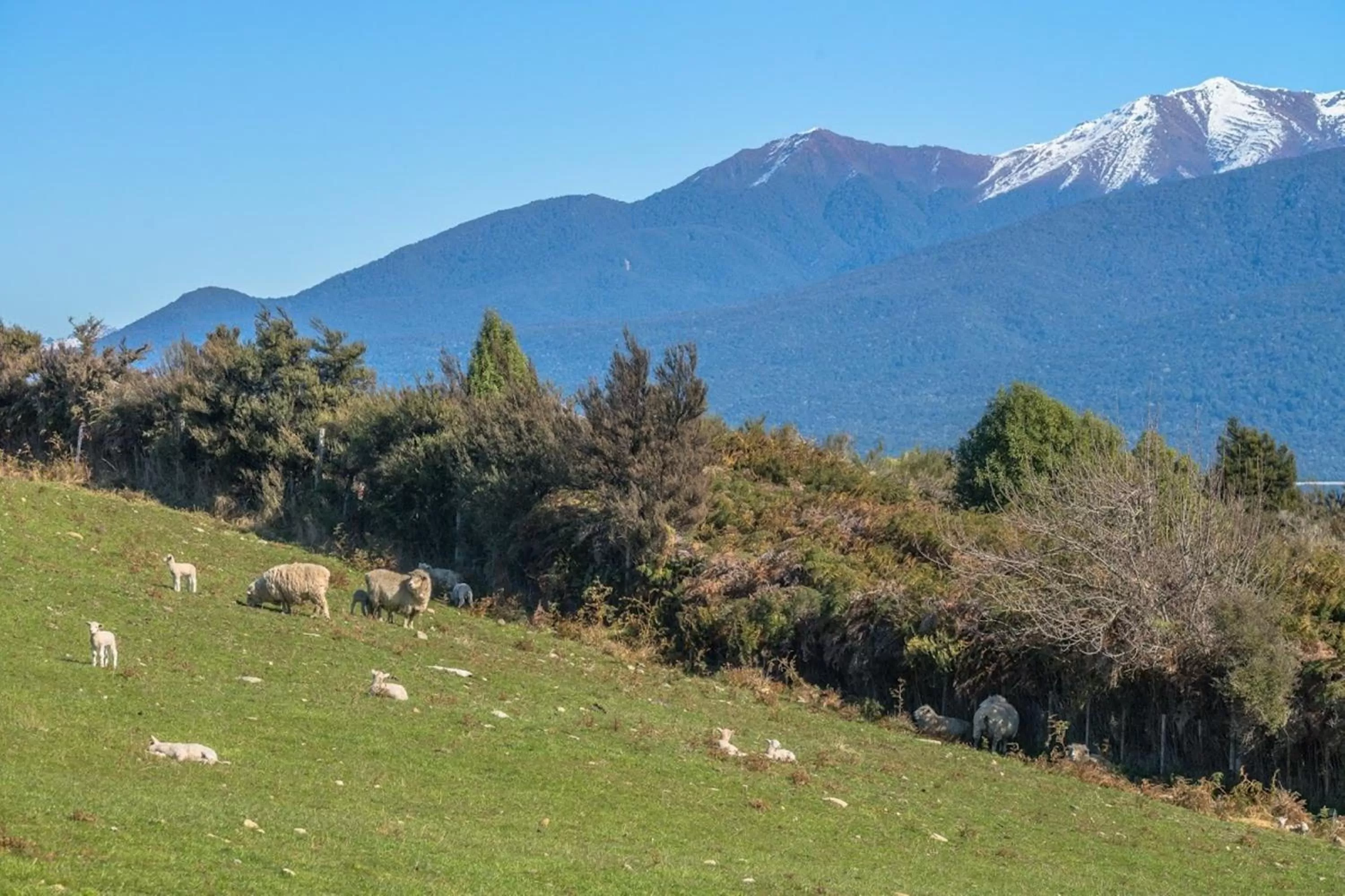 Animals in Loch Vista Bed & Breakfast