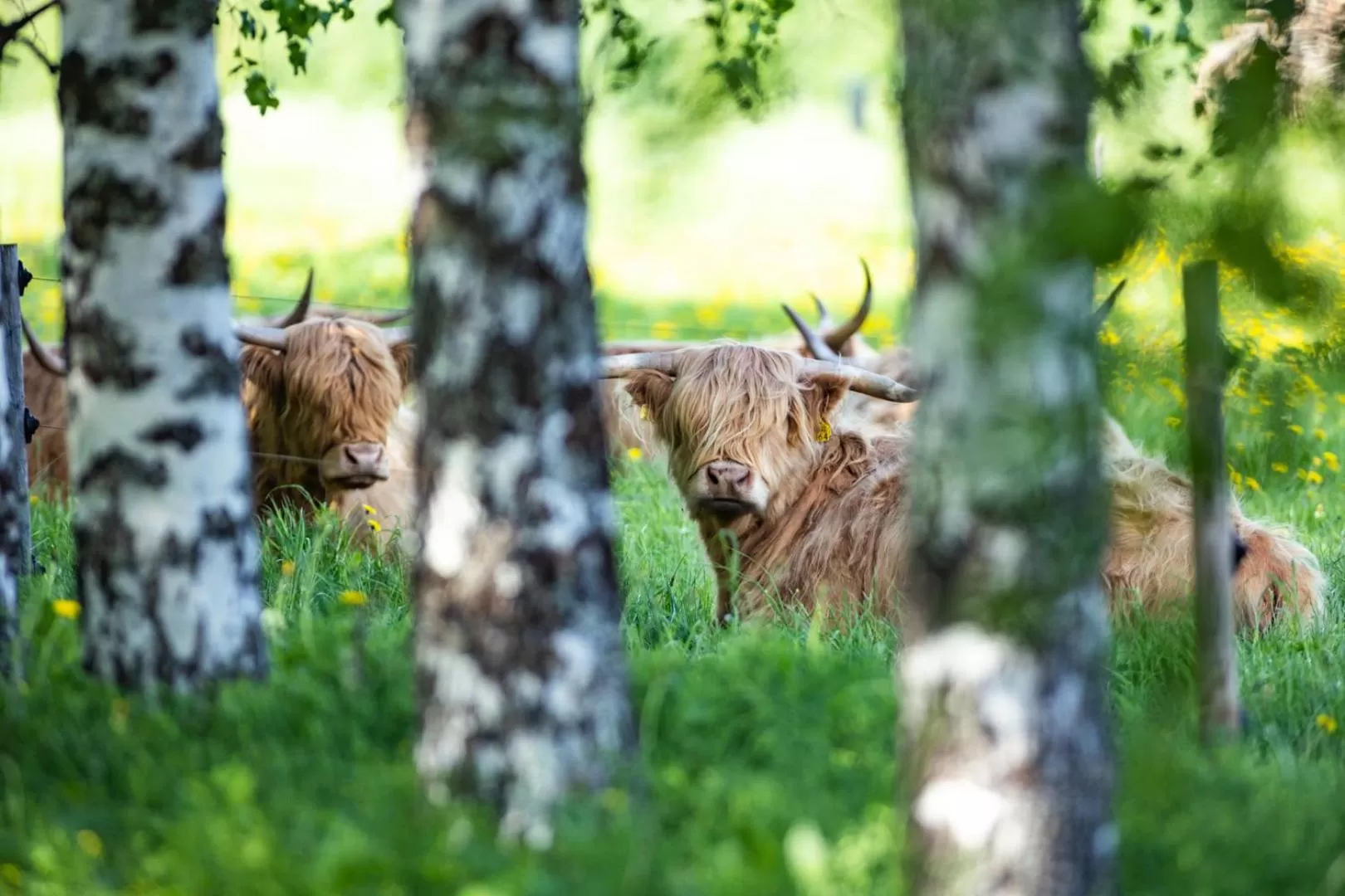 Neighbourhood in B&B Lomamokkila