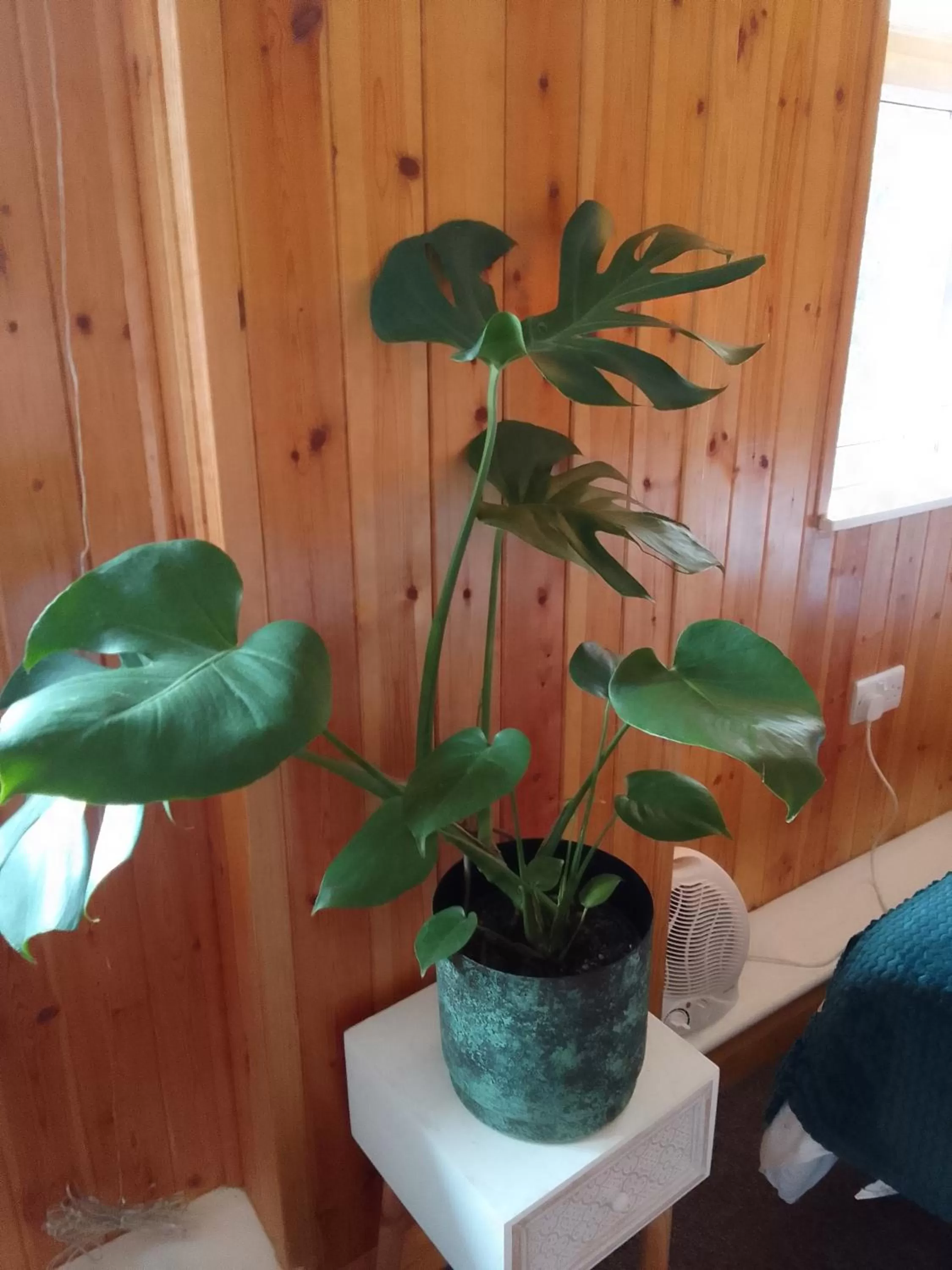 Pilgrims of the Goddess