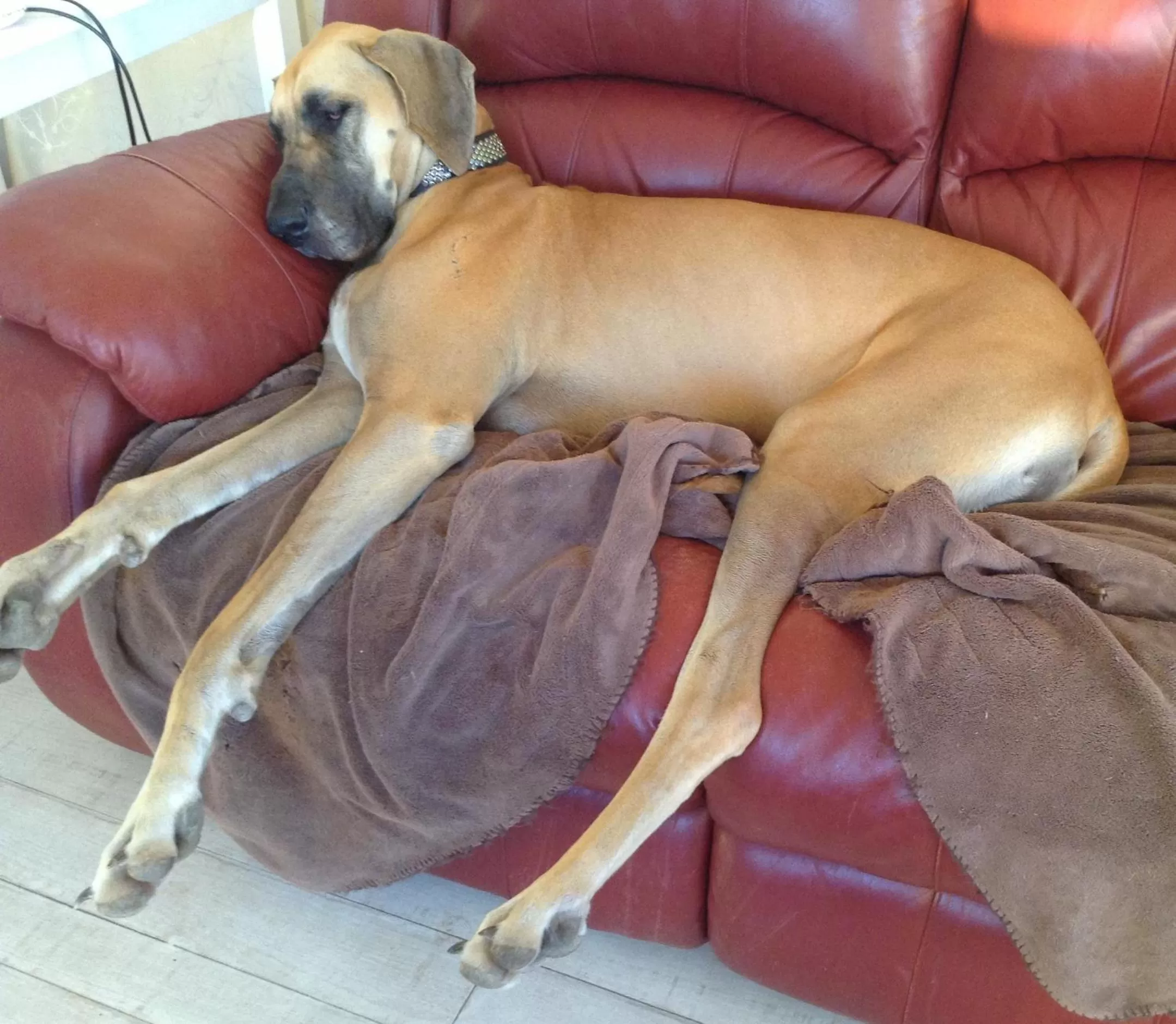 Animals in Must Love Dogs B&B & Self Contained Cottage