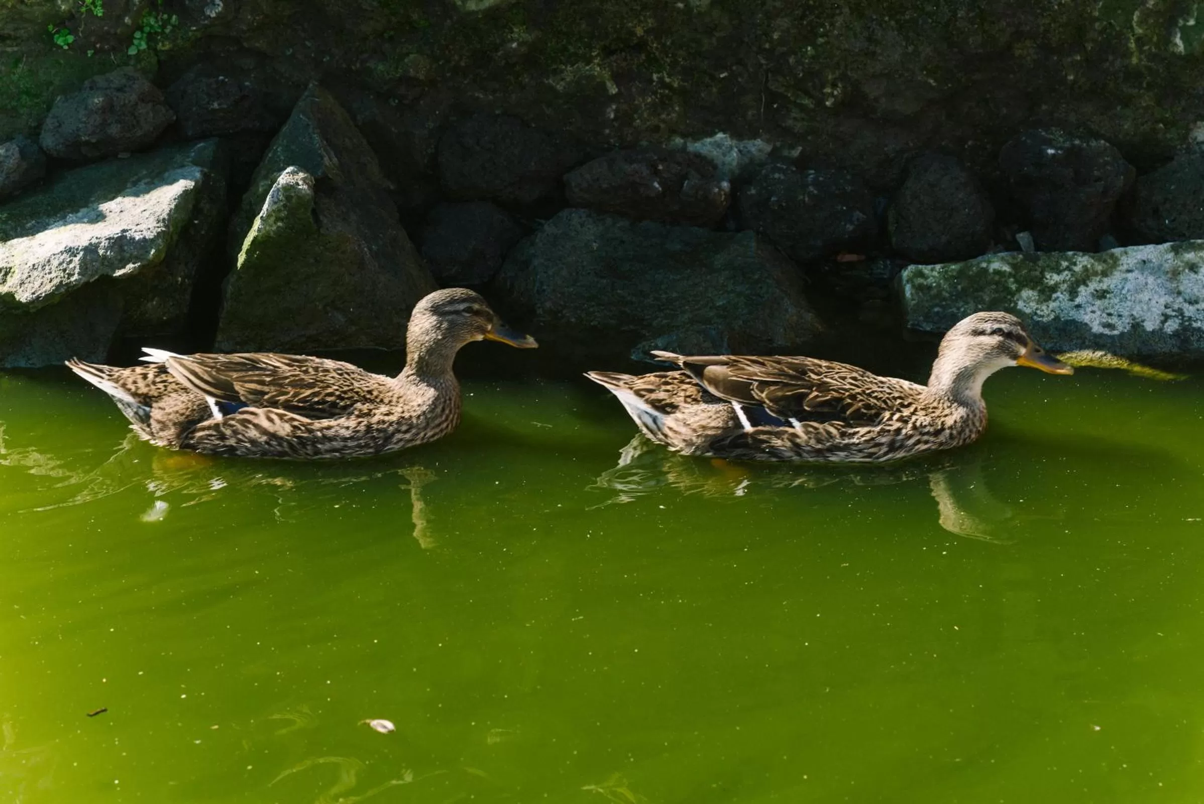 Animals in Resort & Winery Bosco De Medici