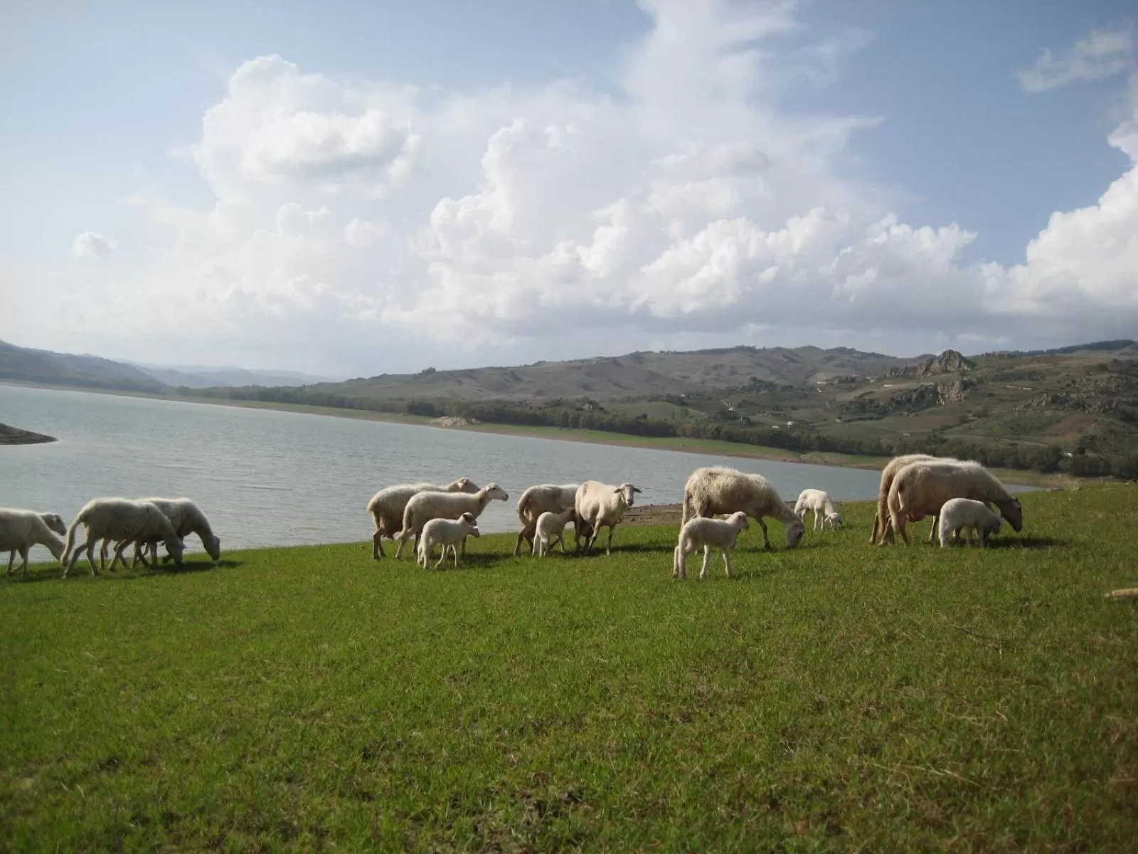 Animals in Oasi del Lago