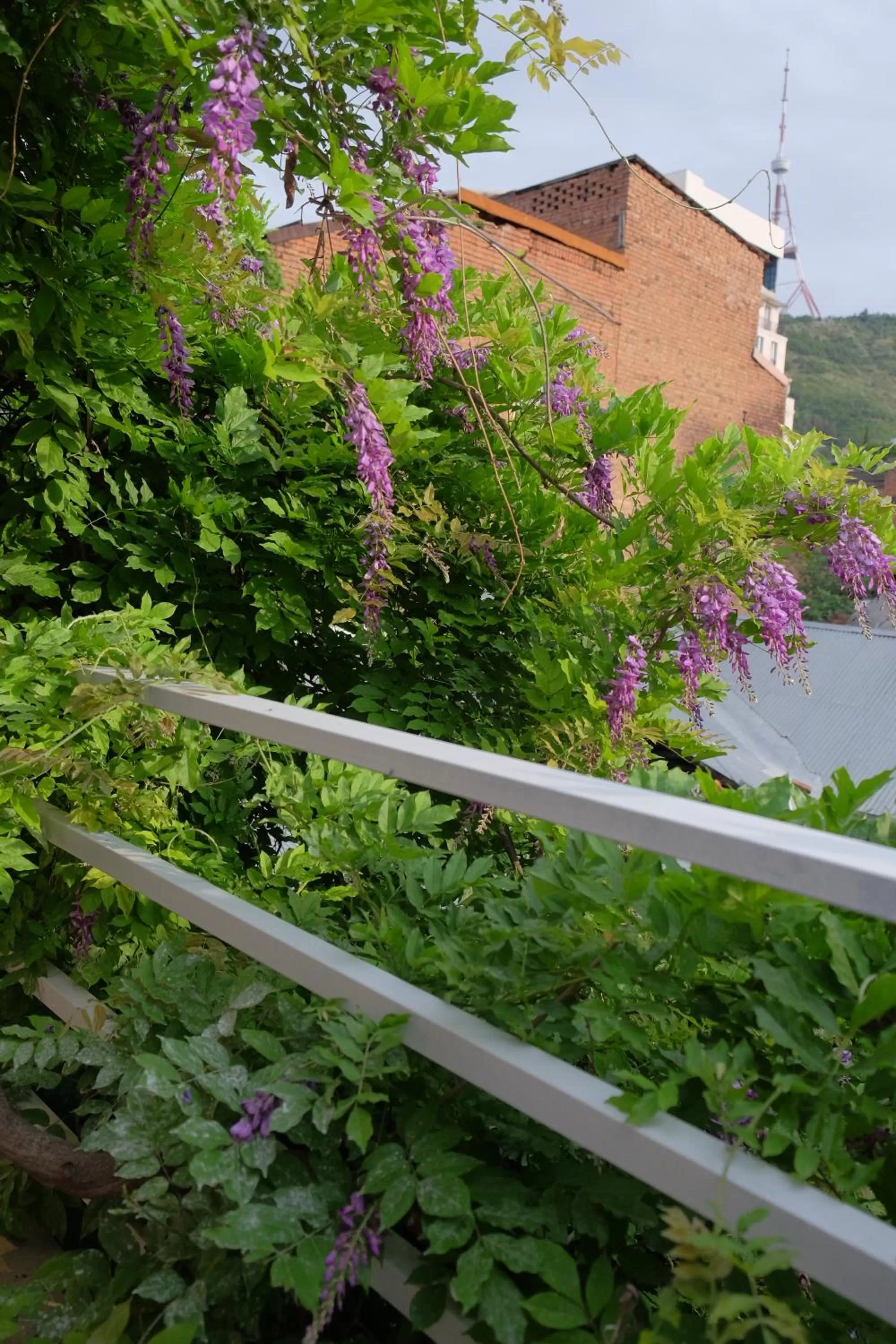 Balcony/Terrace in Blueberry Nights
