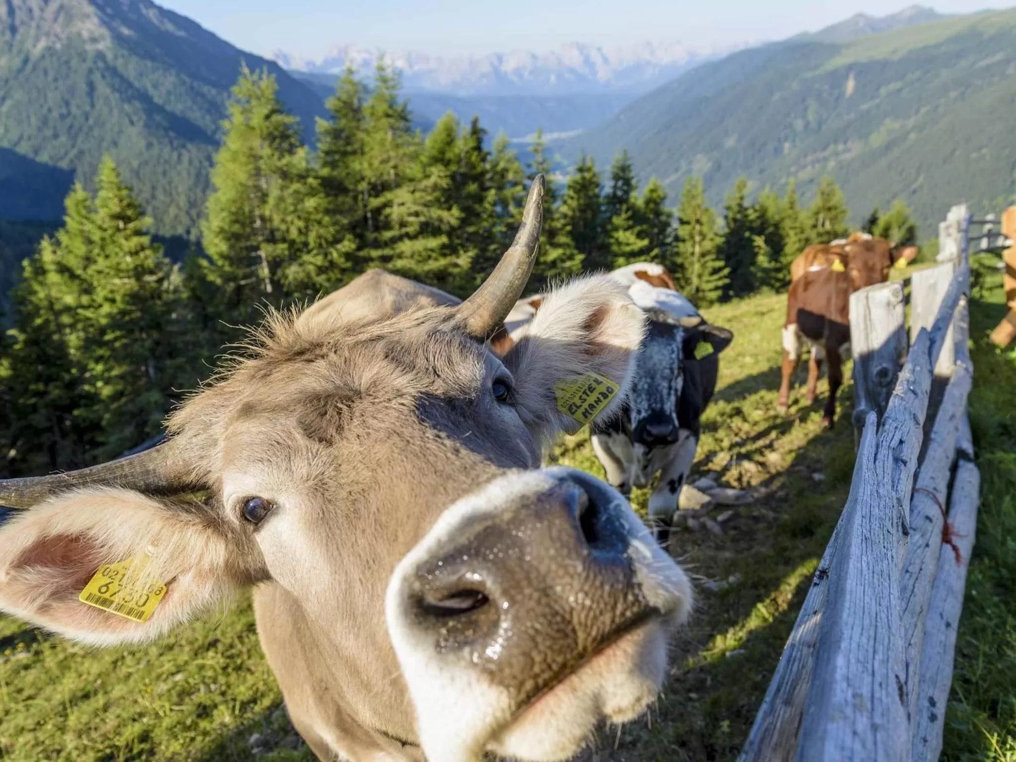 Animals in Bio Aparthotel Blaslahof