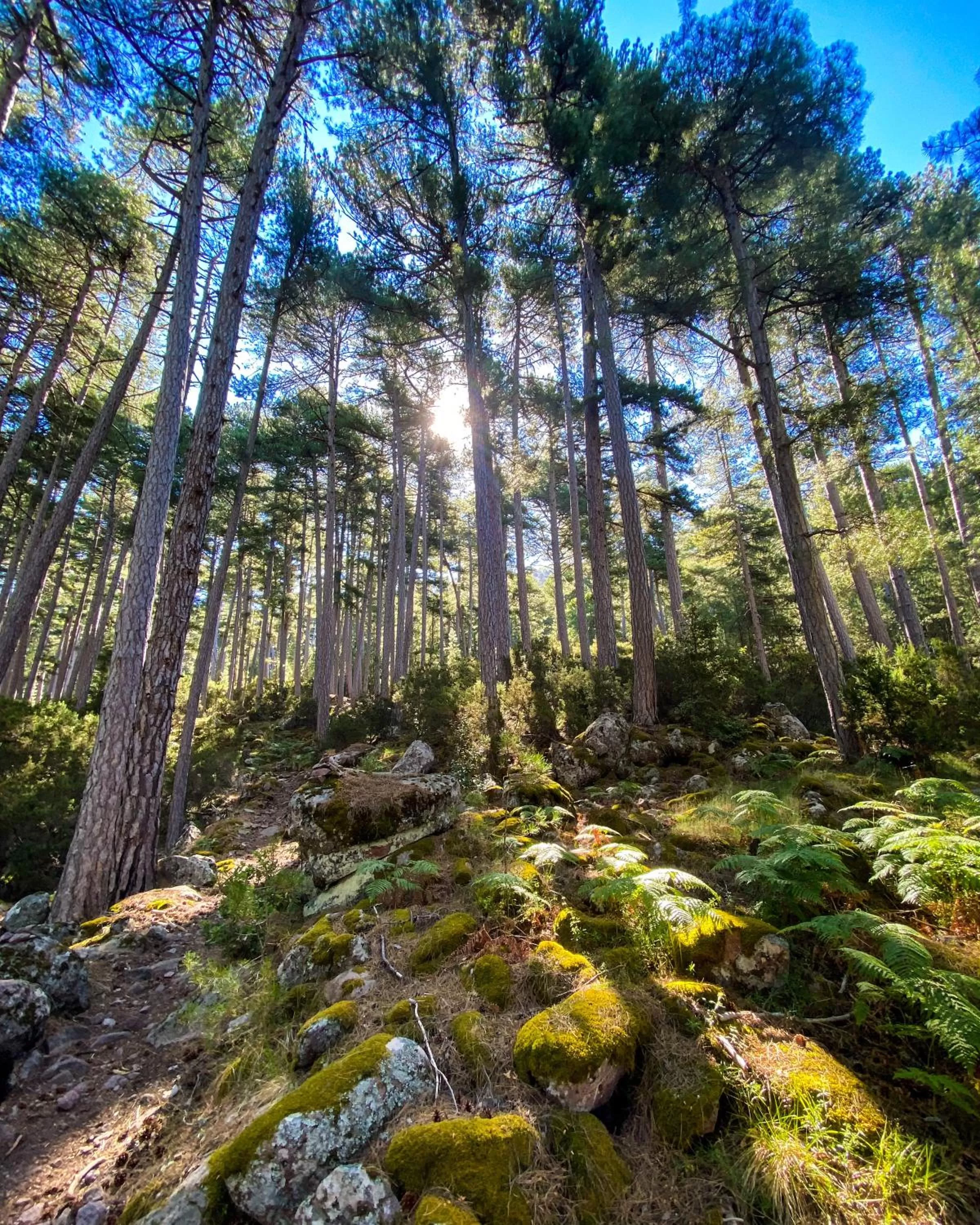 Natural Landscape in Auberge De La Foret Bonifatu