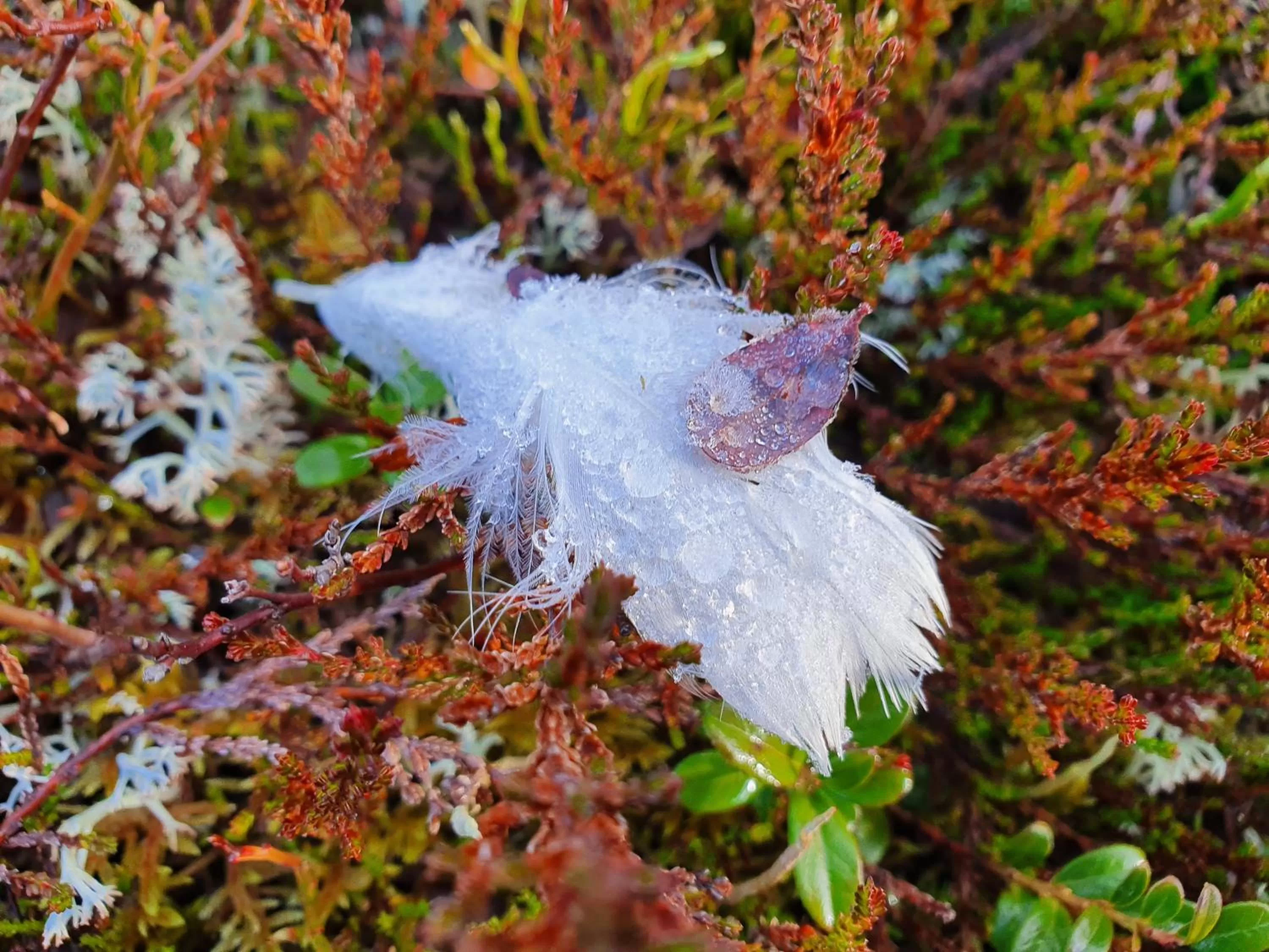 Day in Kultahippu Hotel & Apartments