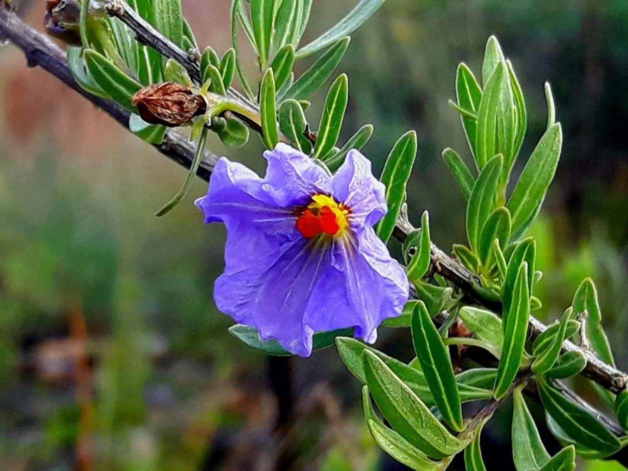Garden in Casa Fusion Hotel Boutique