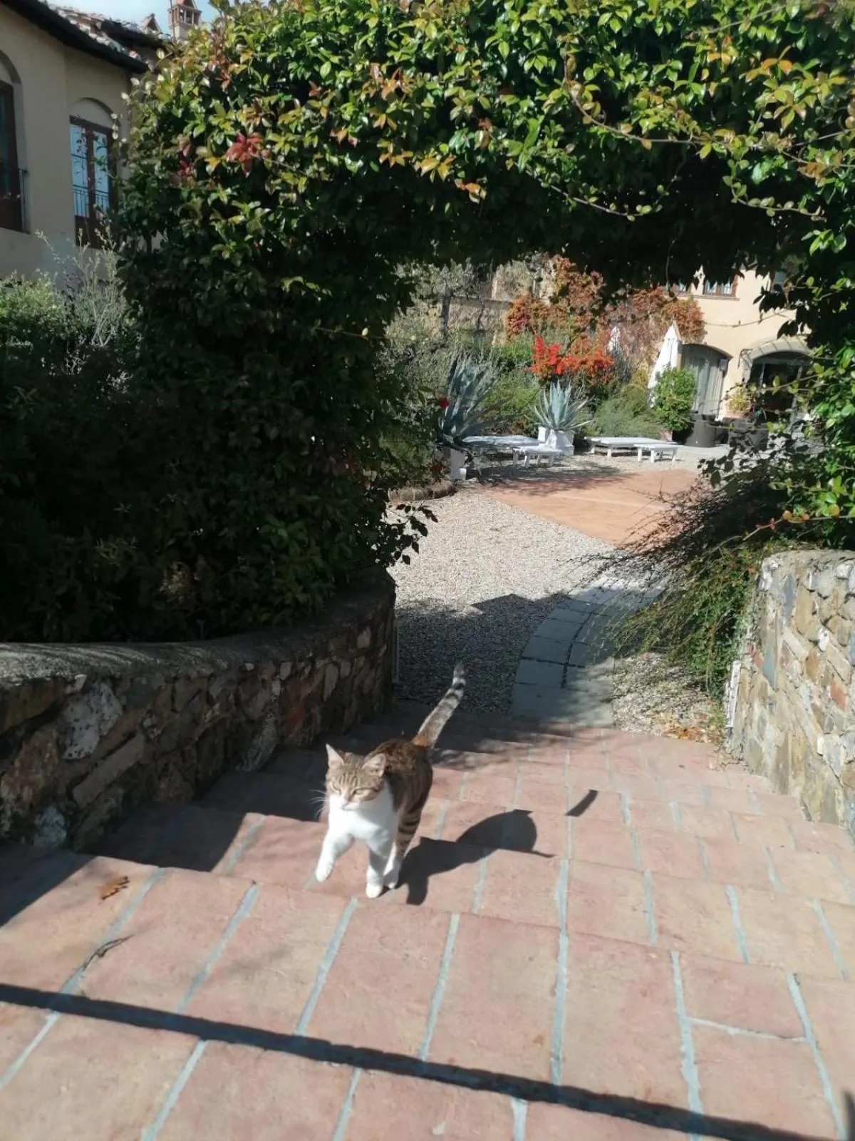 Pets in Hotel Borgo Di Cortefreda - Place of Charme