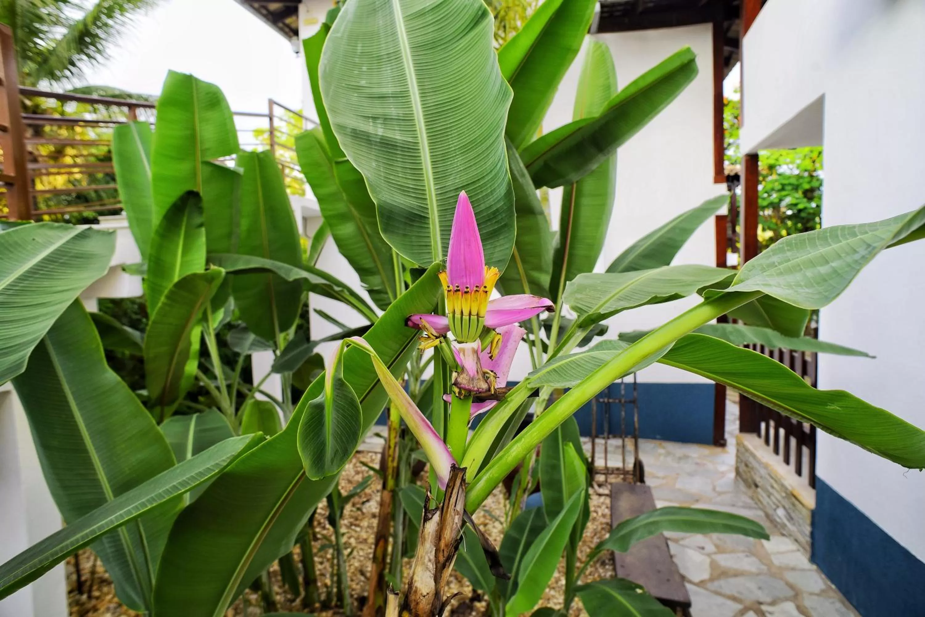 Garden in Villaê Pousada