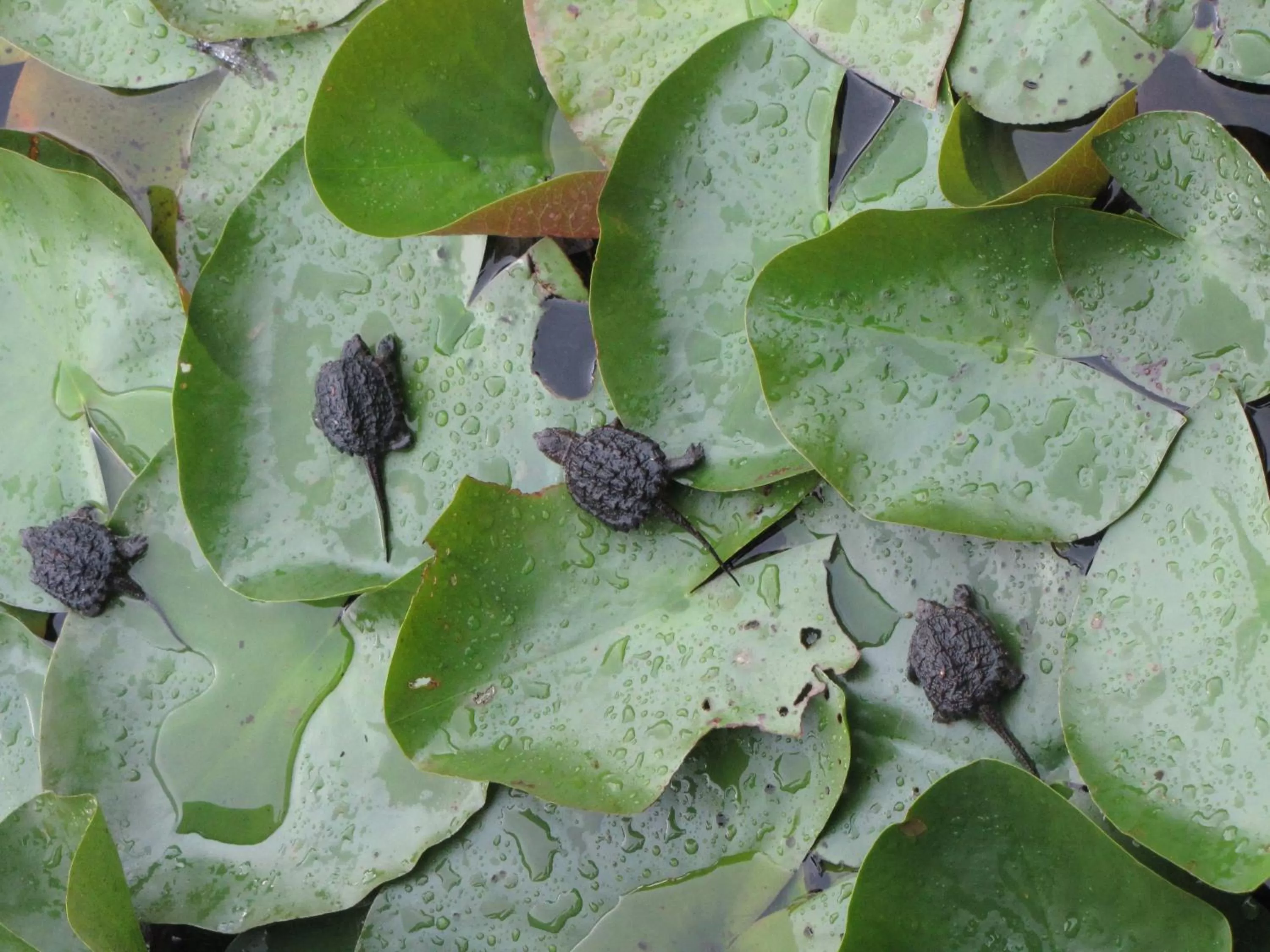 Animals, Food in Shambhala Bed and Breakfast