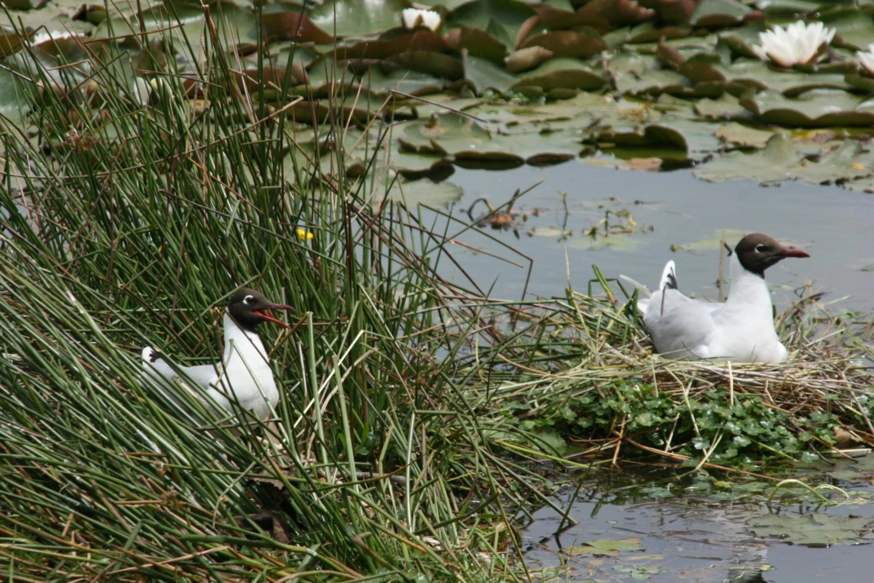 Facade/entrance in Hotel Boutique Casa Werner