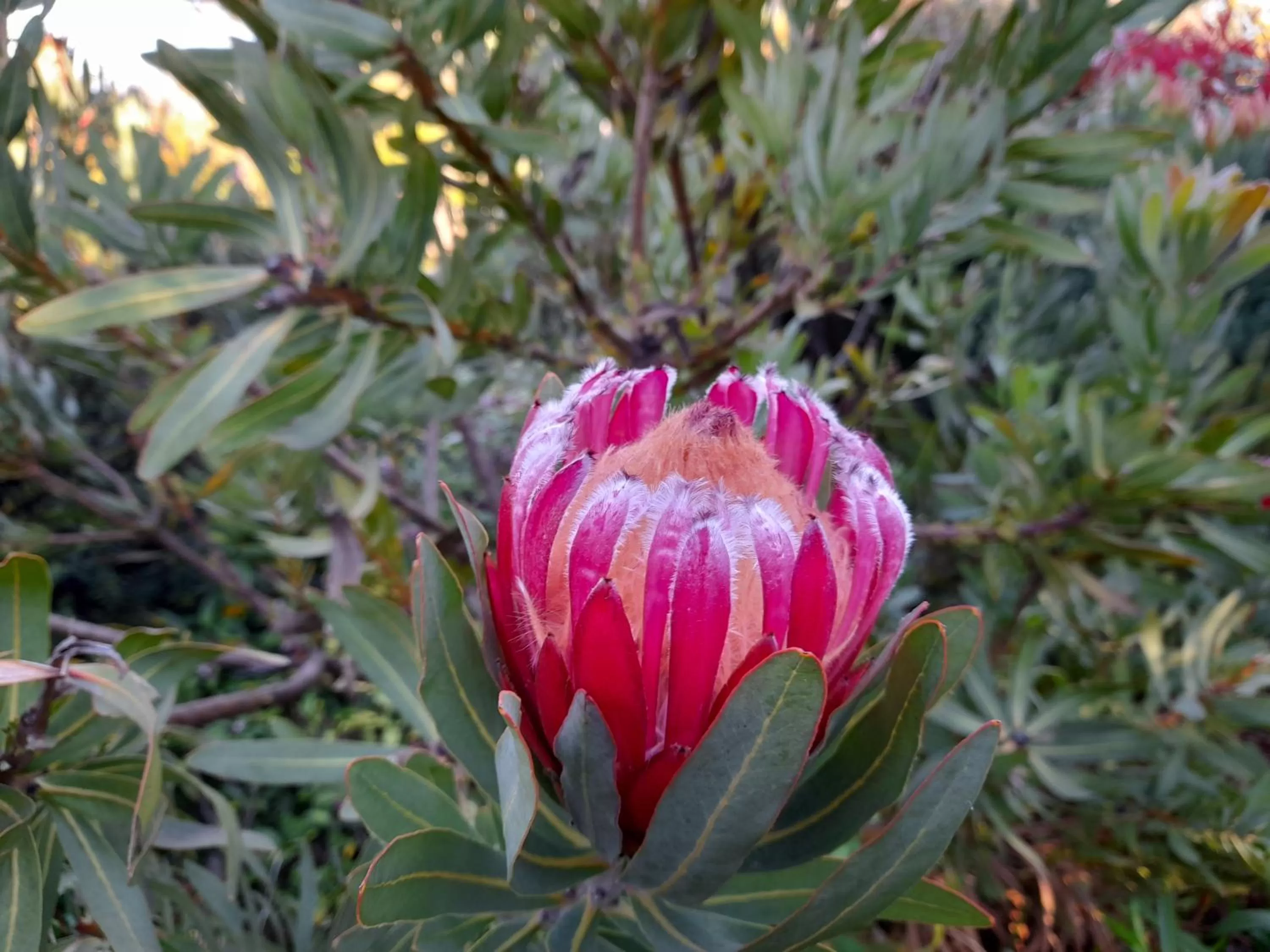 Hillside Bed and Breakfast