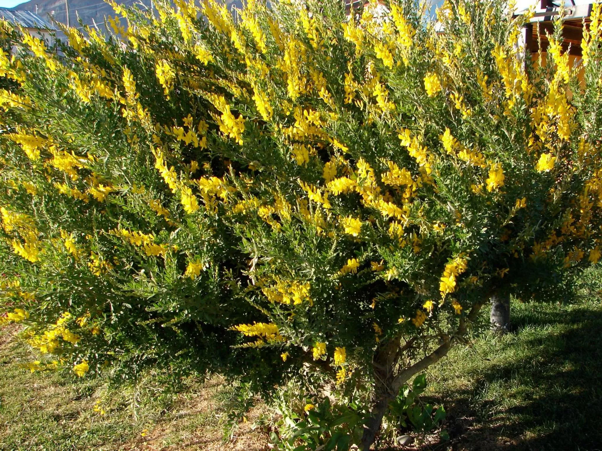 Garden in Cabañas Marias del Sur