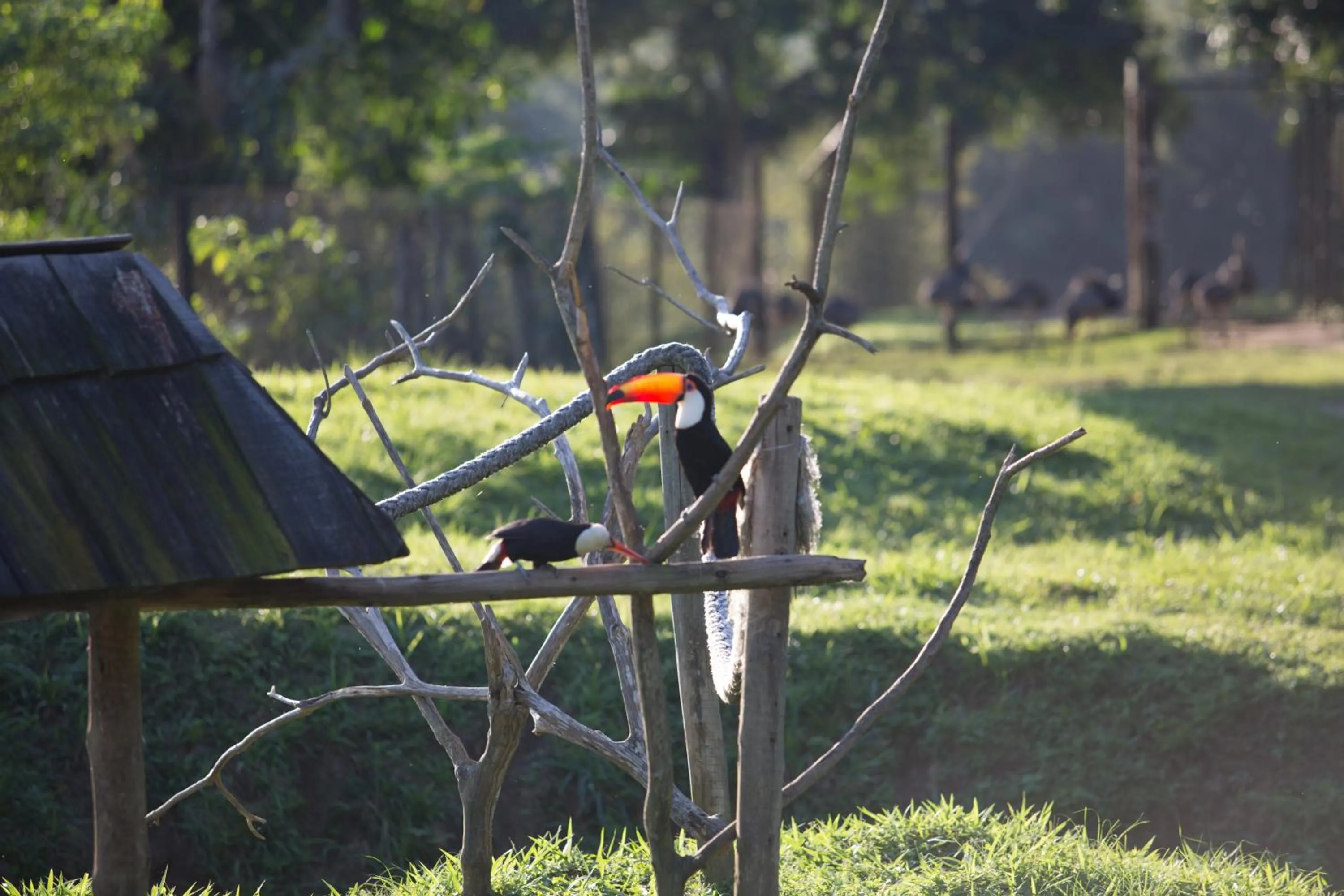 Animals in Hotel Portobello Resort & Safari