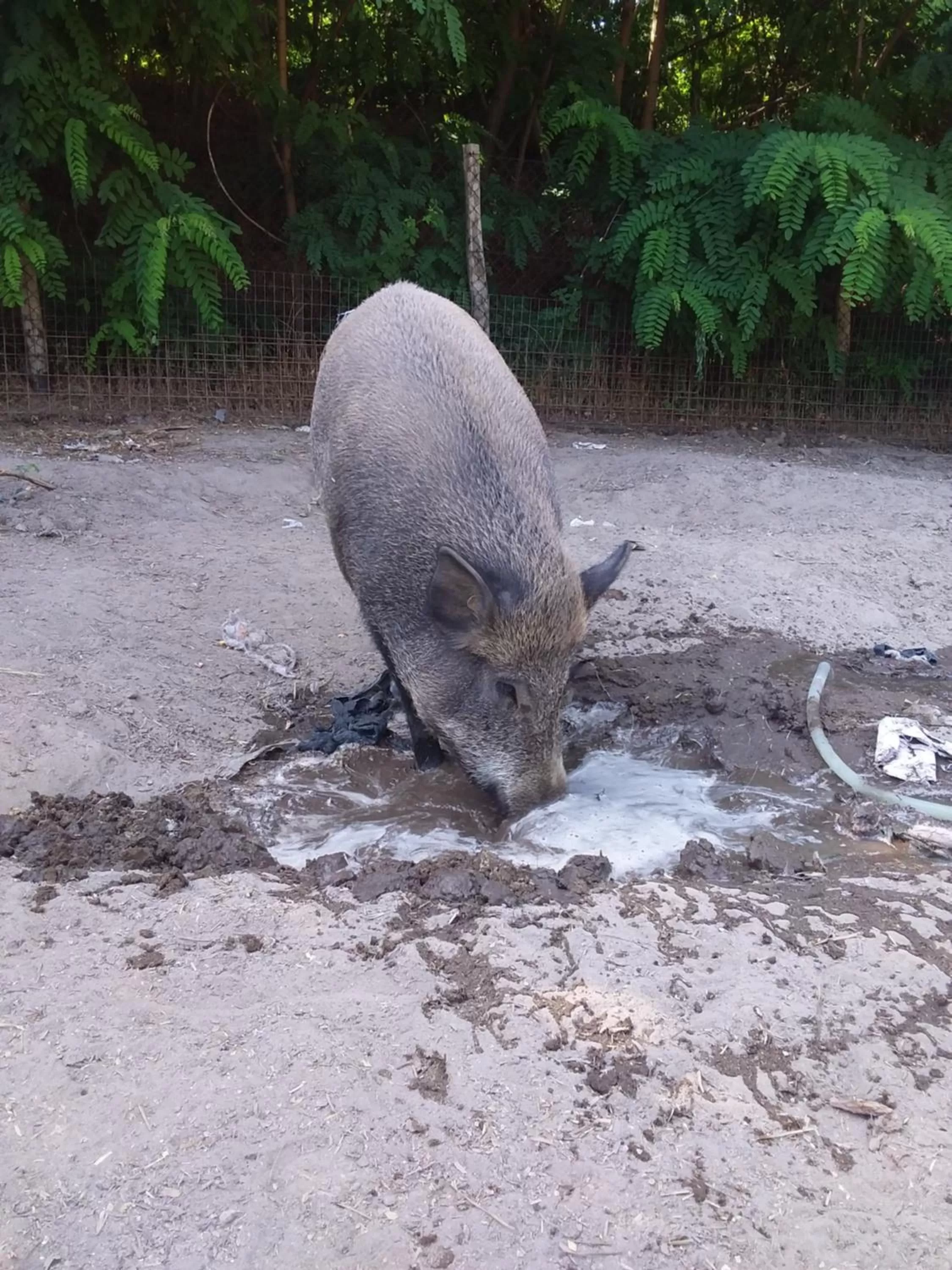 Other Animals in B&B Podere Legnotorto