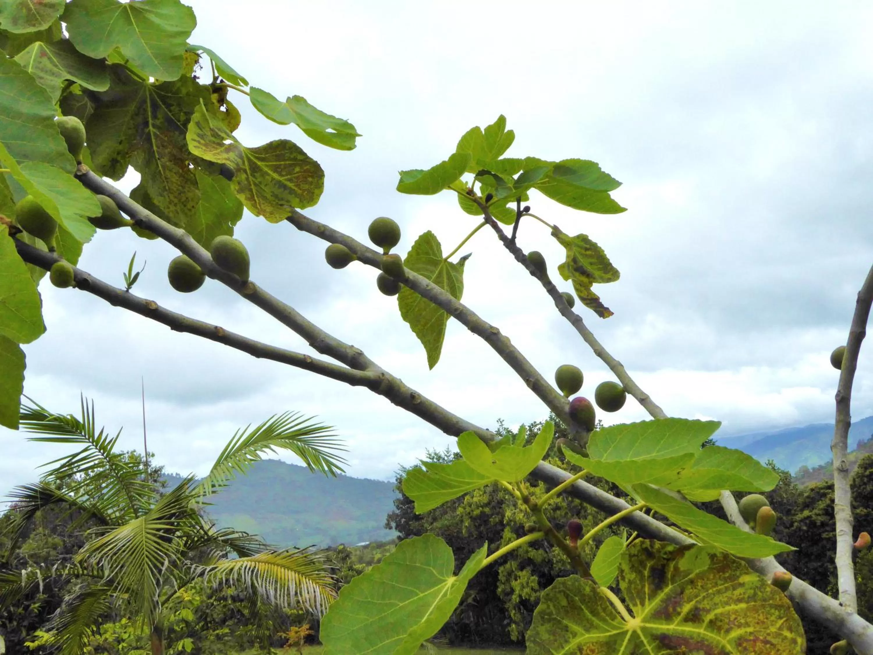 Garden in Finca El Cielo