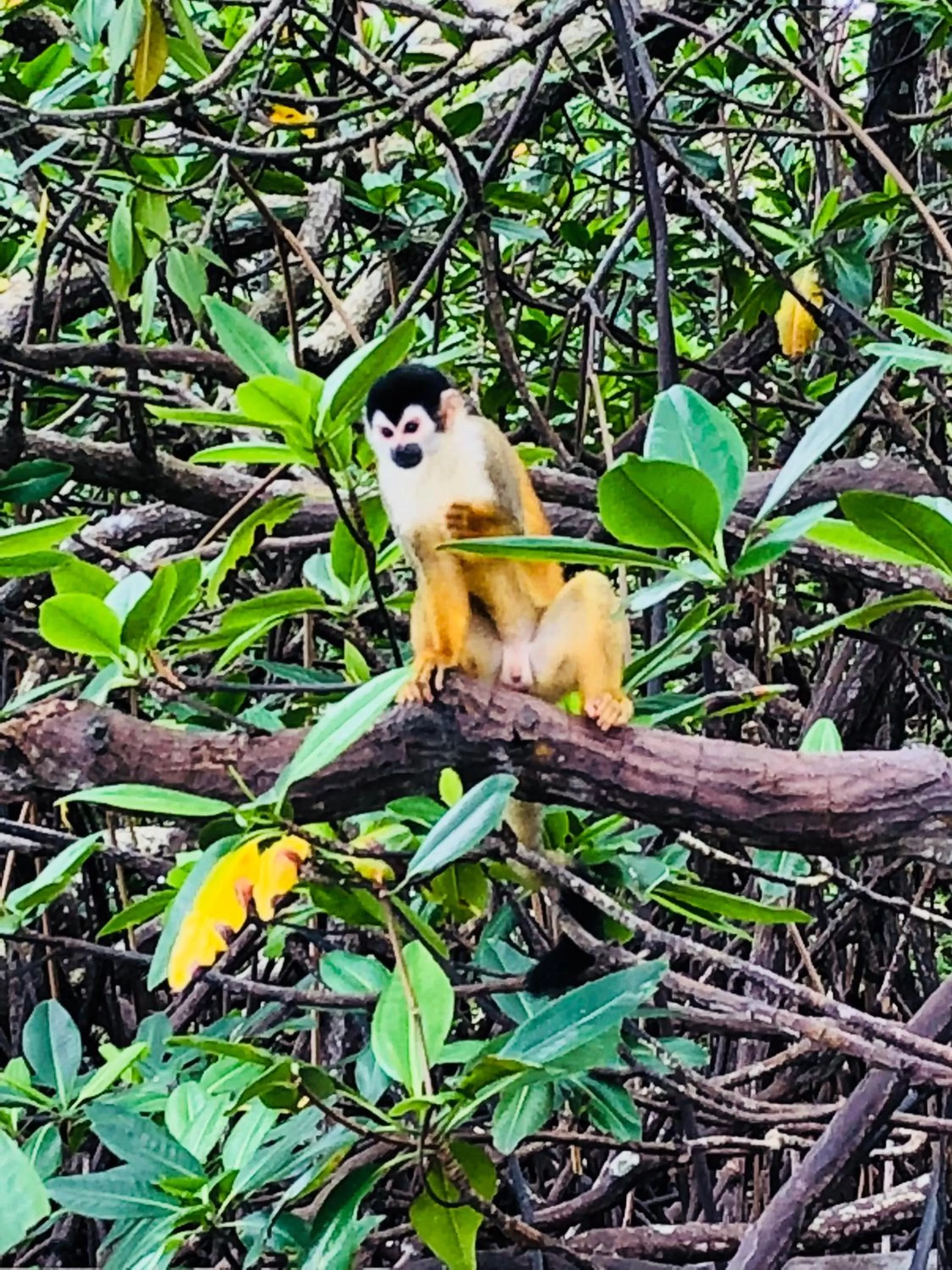 Animals, Other Animals in Casa Oceana Bed & Breakfast