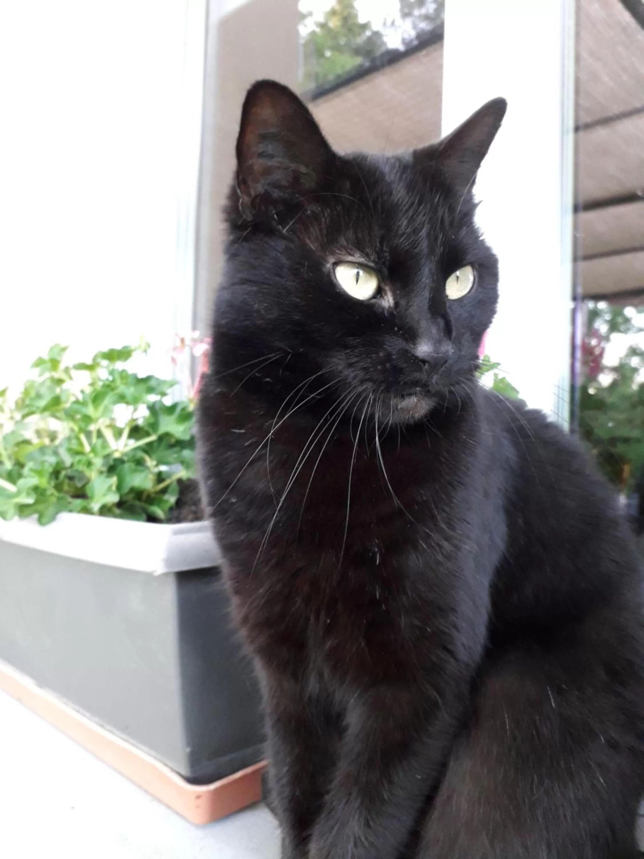 Pets in La roulotte des Trois Arbres