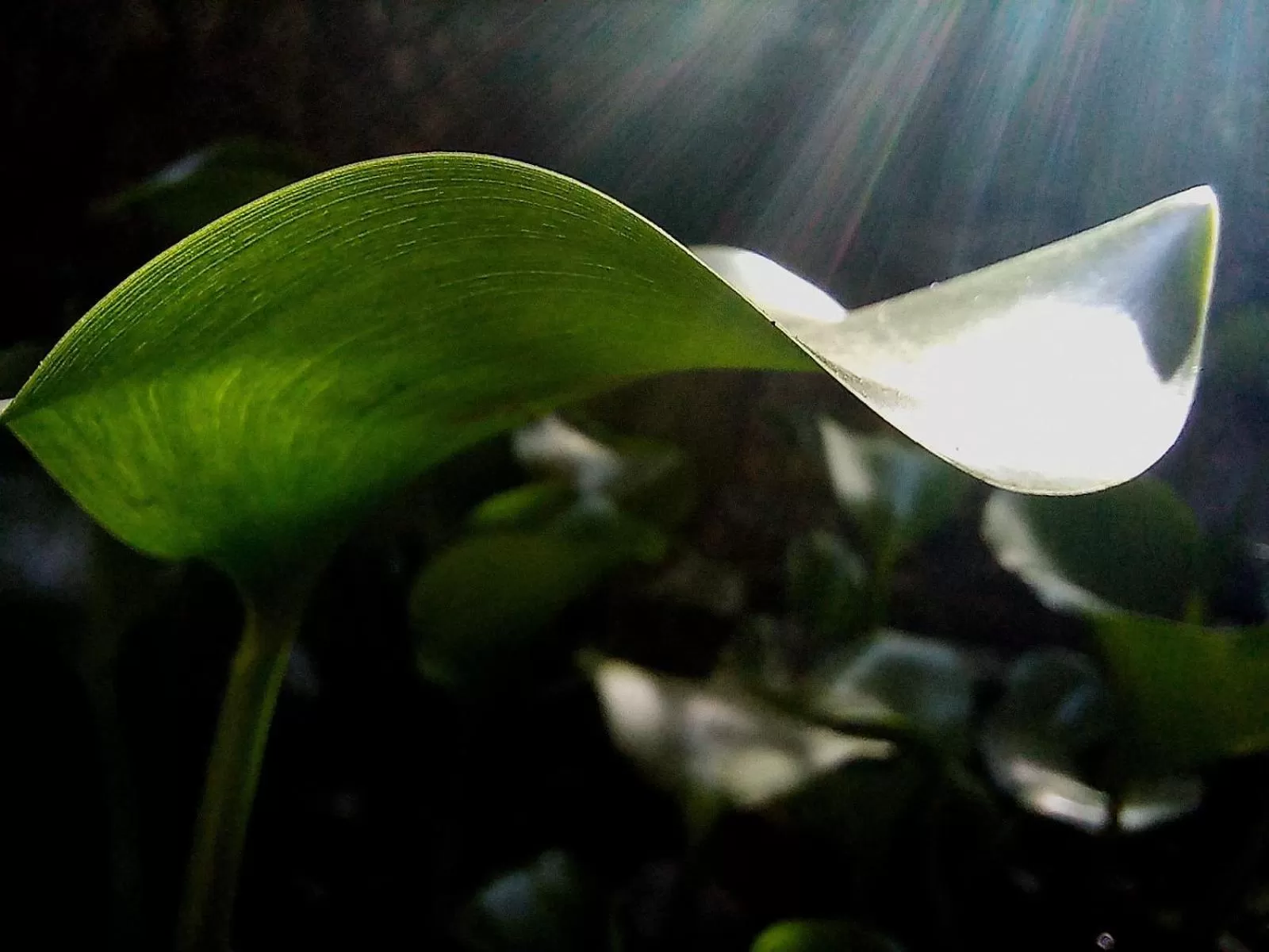 Garden view, Other Animals in Nirvana Apartament Hostal