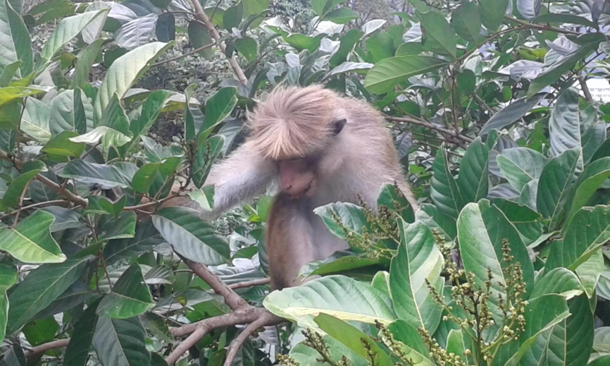 Animals in Selyna Sky Terrace