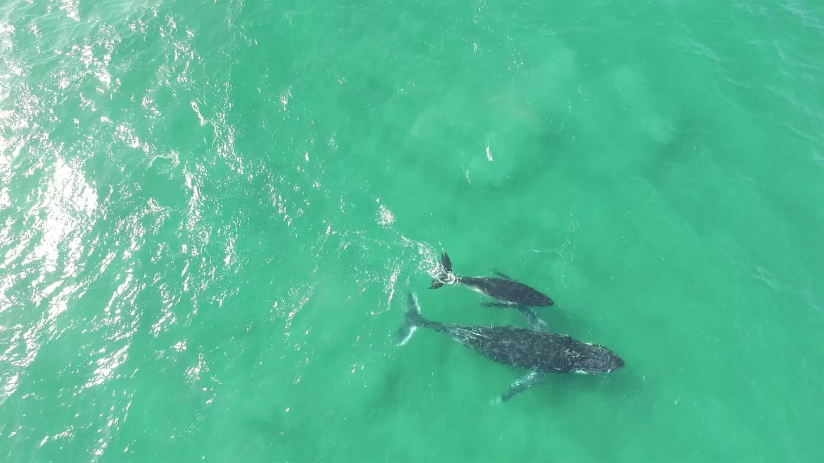 Activities, Other Animals in Albatross North Apartments