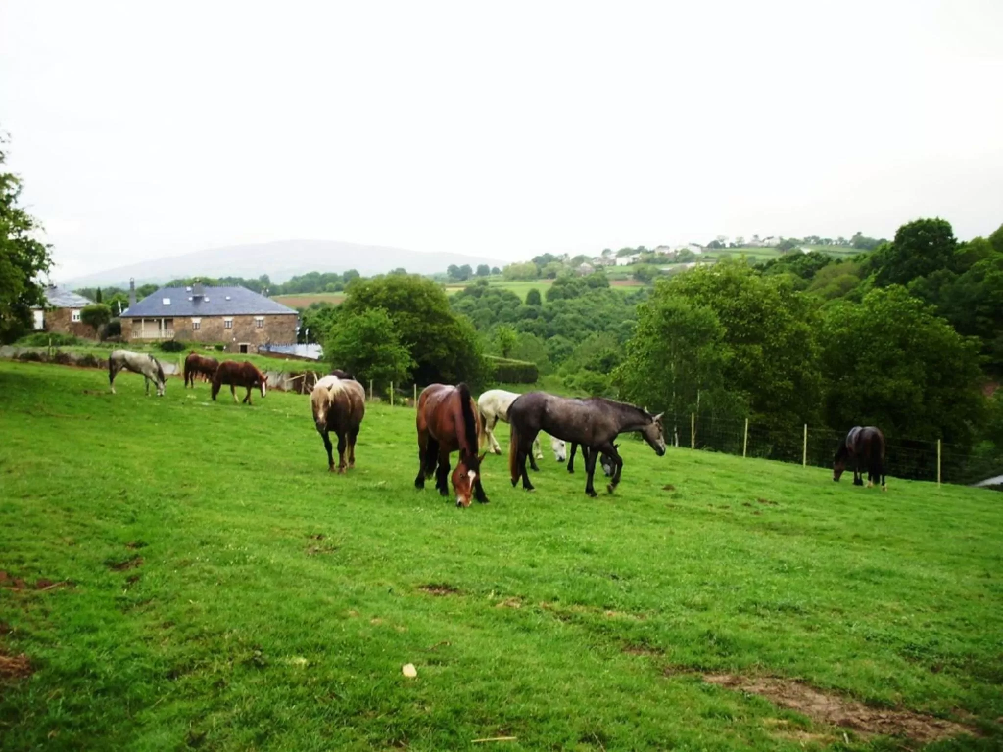 Animals, Other Animals in Hotel Casa de Díaz