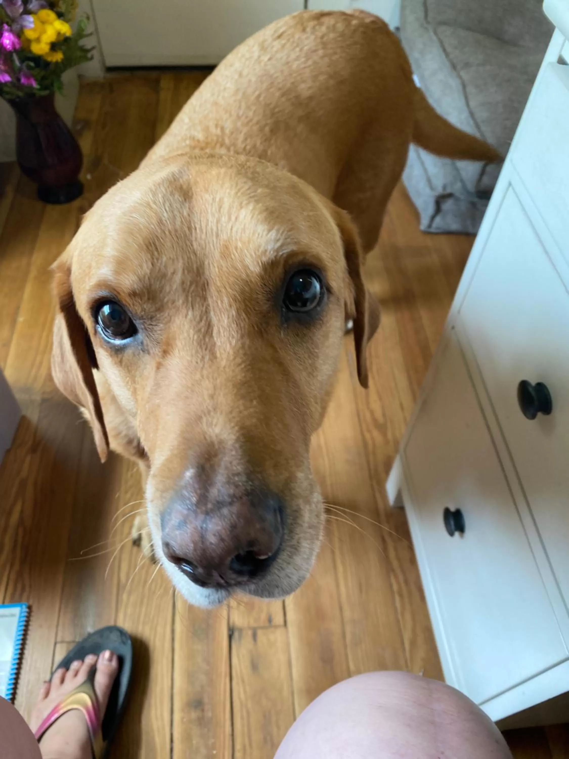 Pets in Inn On The River