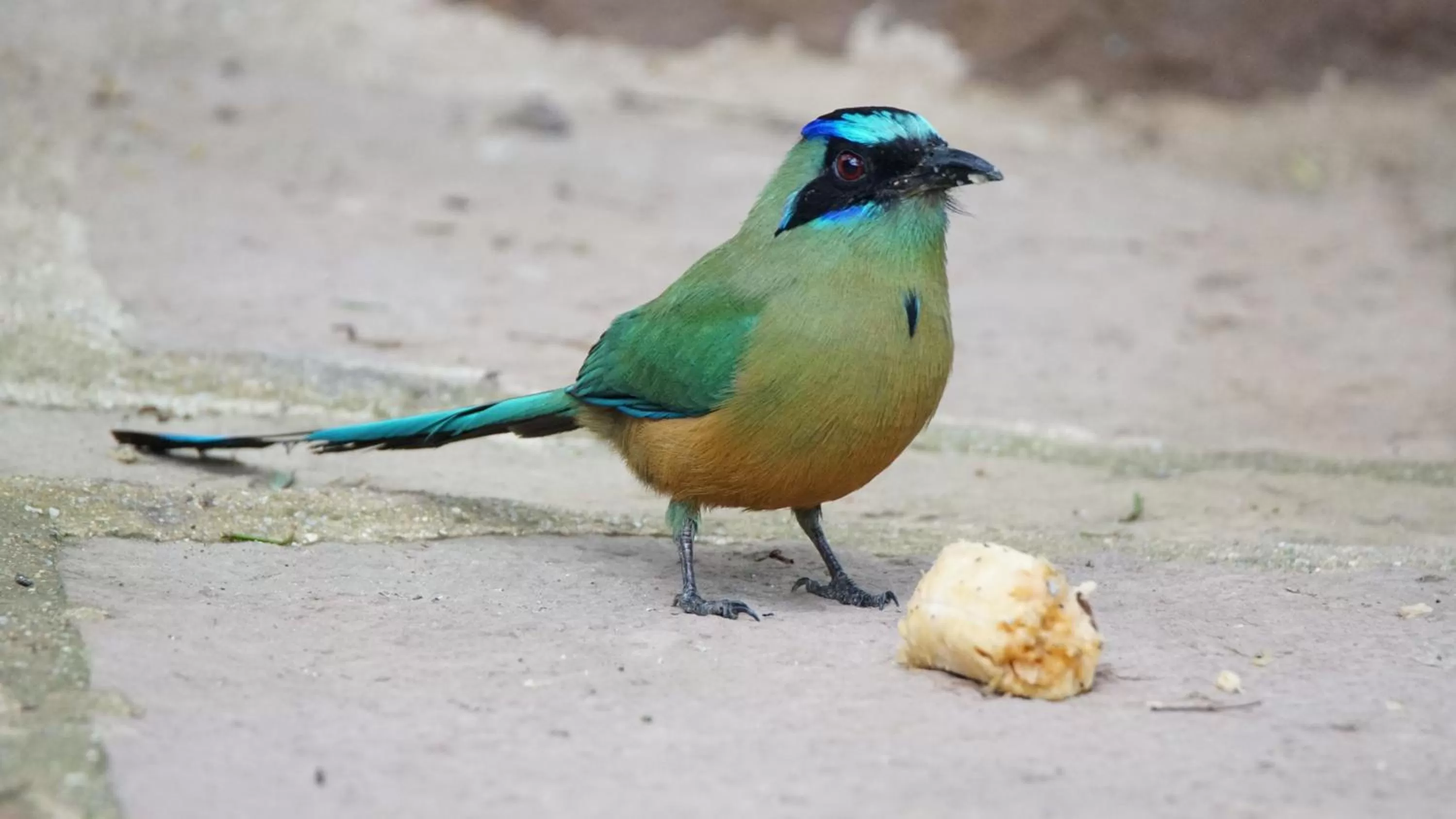 Bird's eye view in El Paraiso - B&B Finca San Vicente