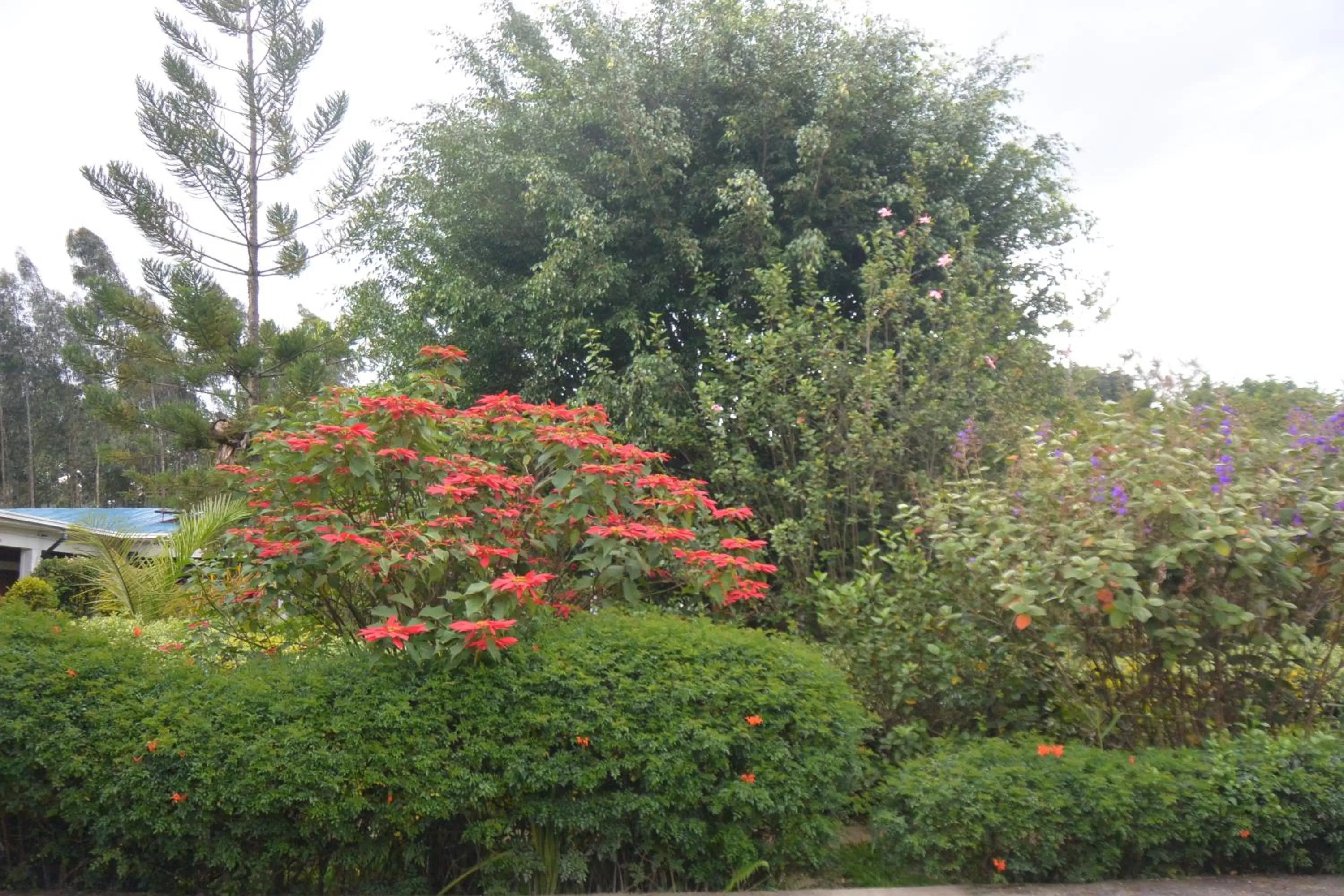 Garden in Isange Paradise Resort