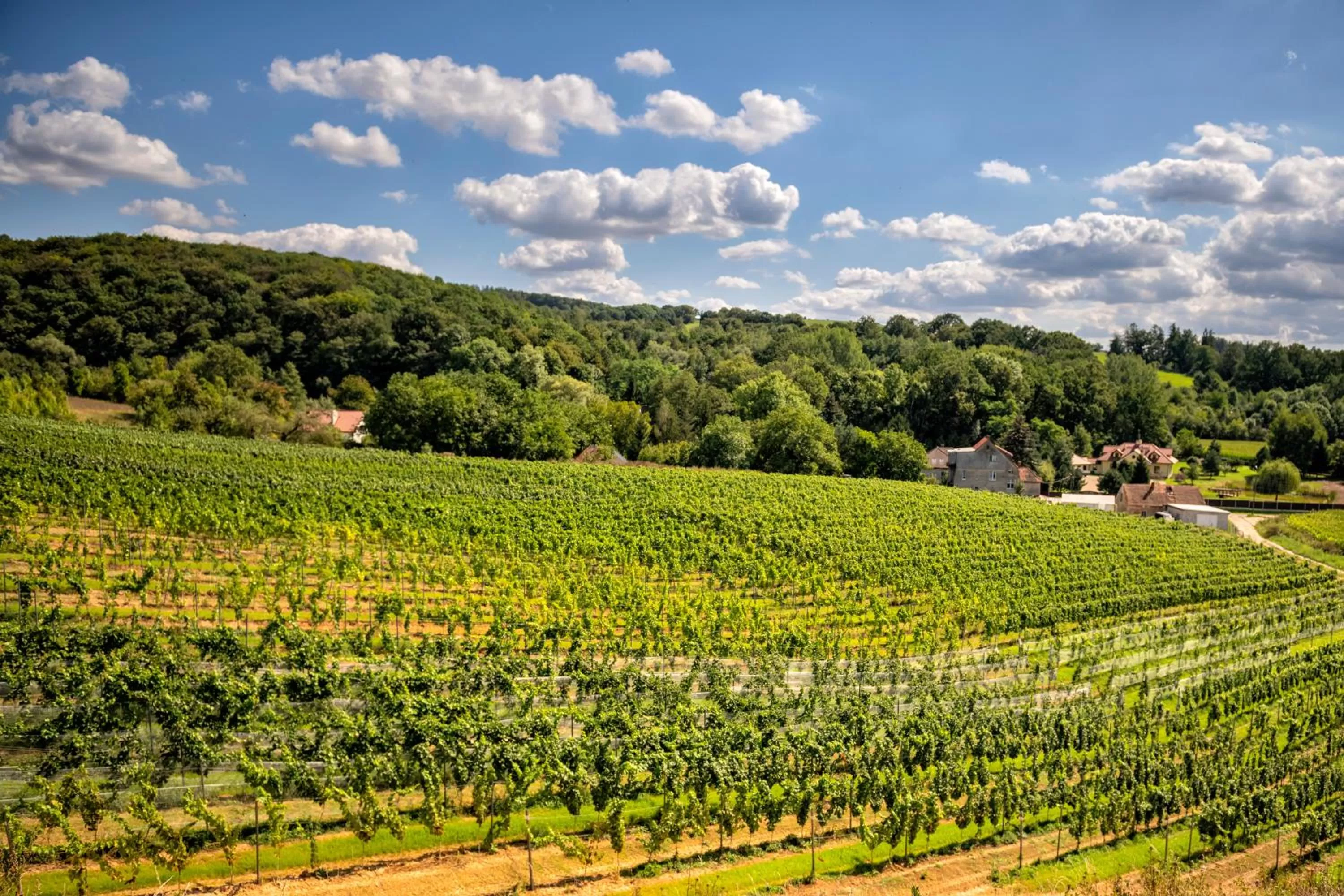 Spring in Hotel Niemcza Wino & Spa